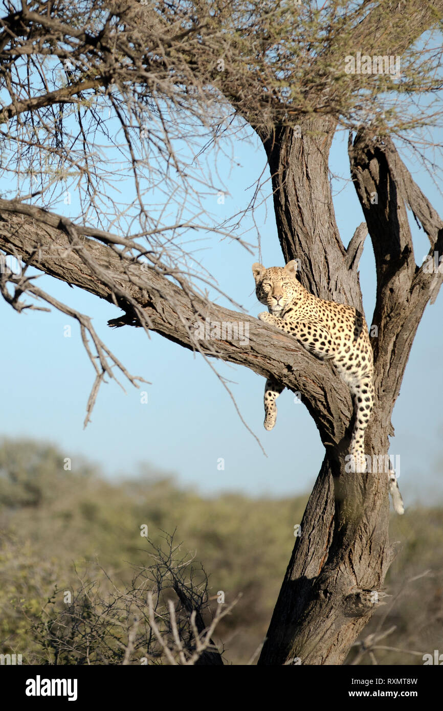 Leopard dans un arbre l'arpentage la zone autour. Banque D'Images Leopard dans un arbre l'arpentage la zone autour. Banque D'Images
