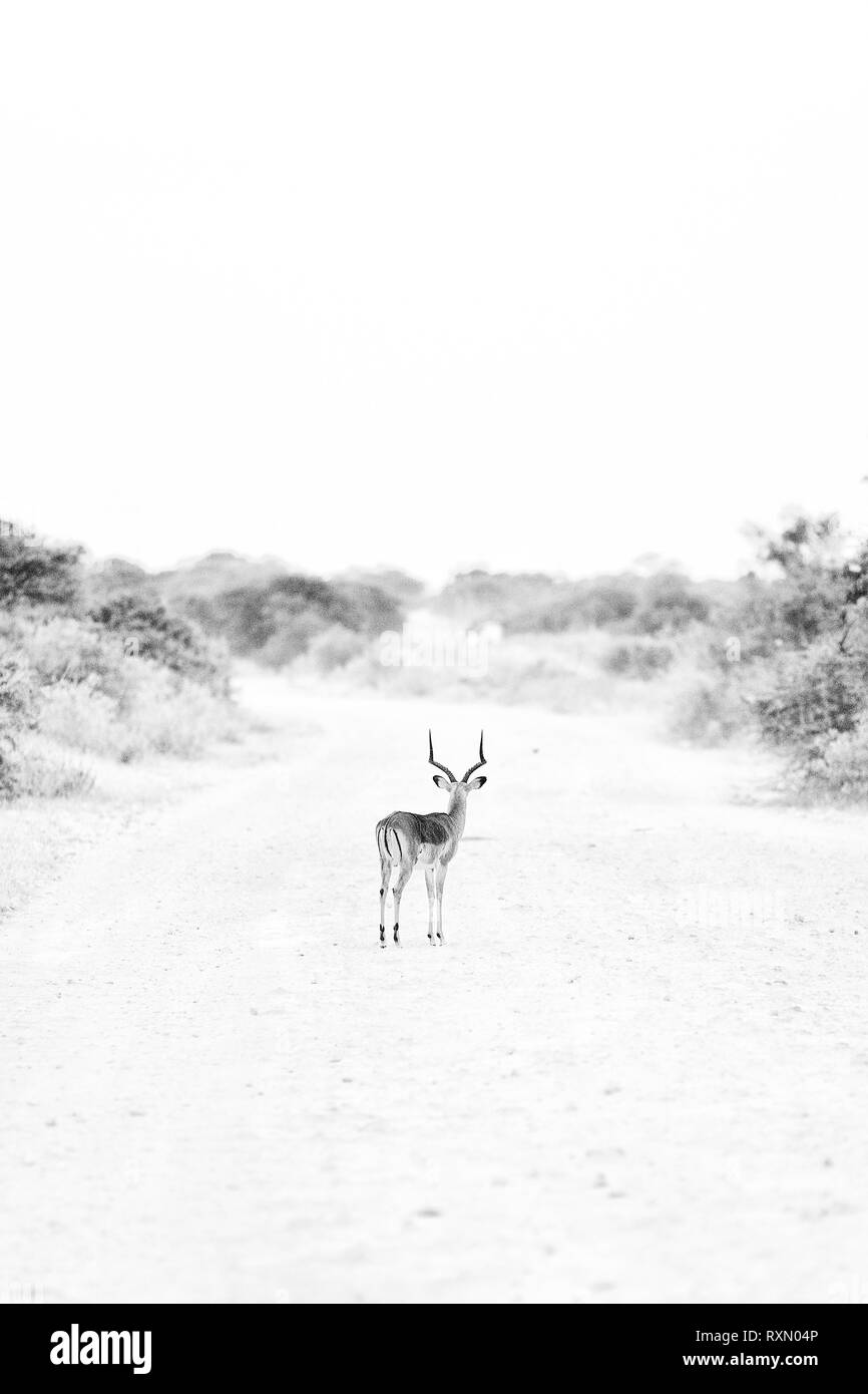 Image en noir et blanc d'un impala, Etosha National Park, Namibie. Banque D'Images