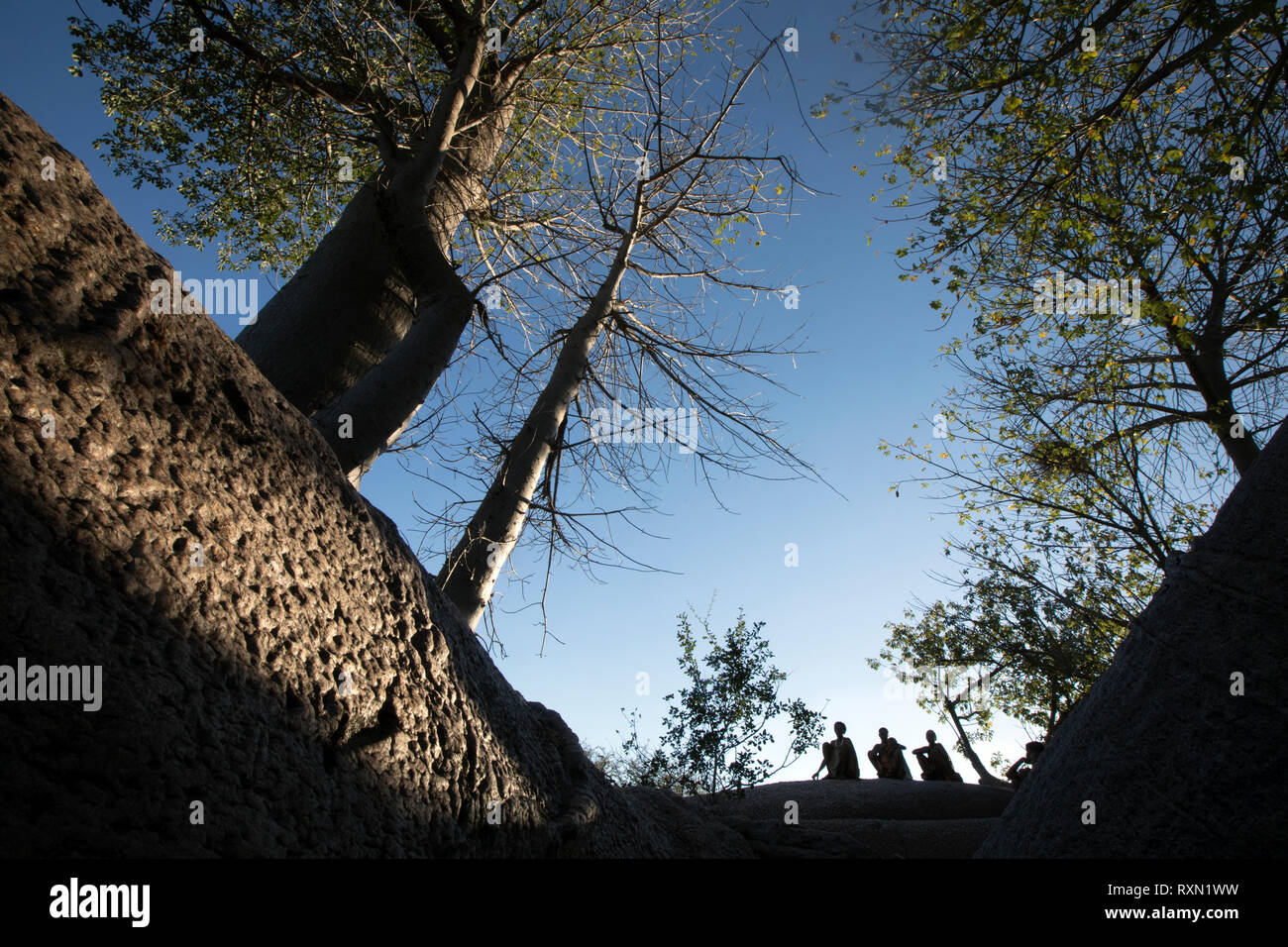 Trois femmes qui se profile dans un baobab Banque D'Images