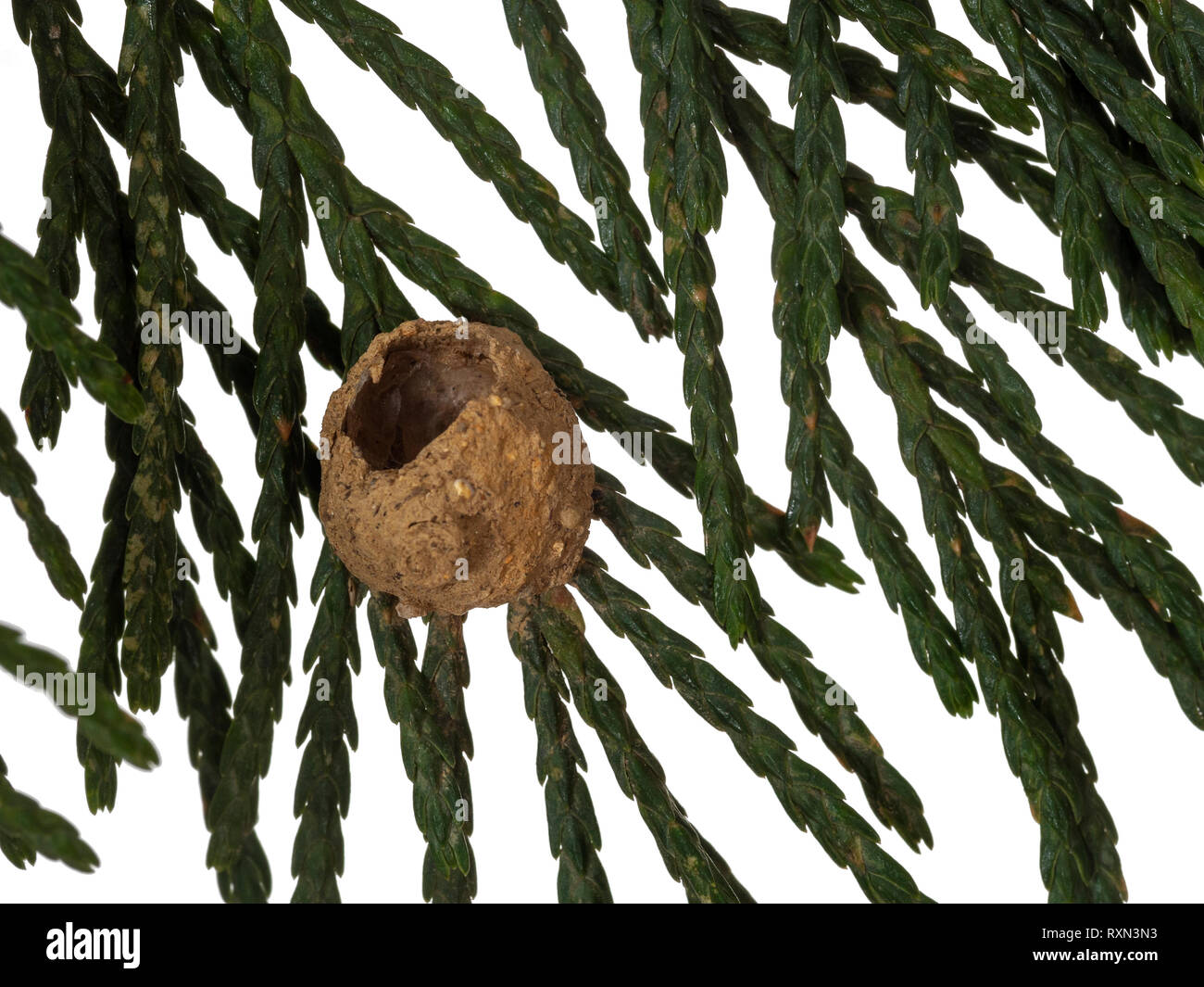 Vespide Eumeninae, potter wasp nest en cyprès haie, maintenant vide. Libre. Banque D'Images