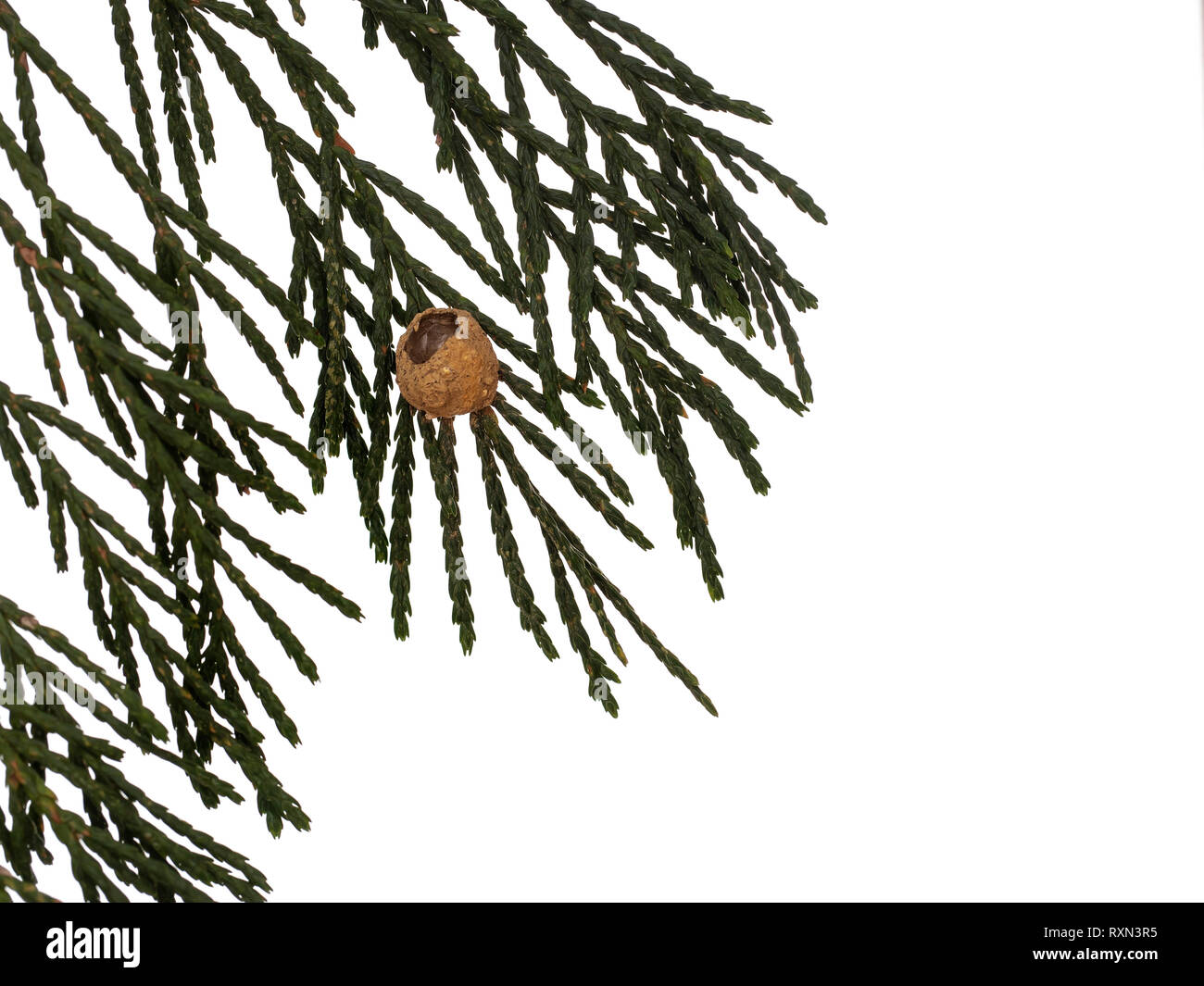 Vespide Eumeninae, potter wasp nest en cyprès haie, maintenant vide. Isolé sur fond blanc pour copyspace. Banque D'Images