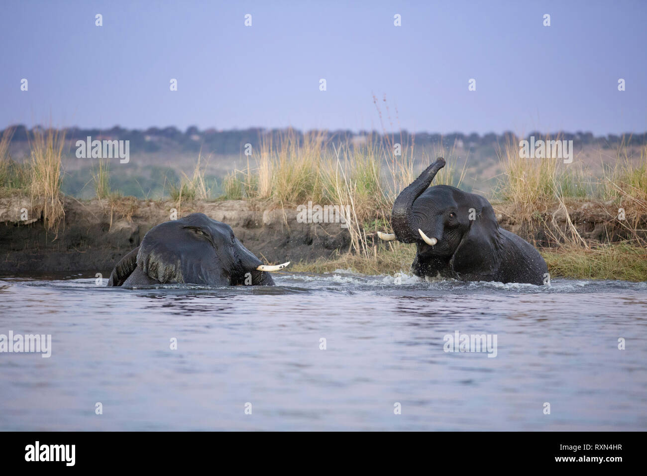Les éléphants jouent dans la rivière Chobe, au Botswana. Banque D'Images