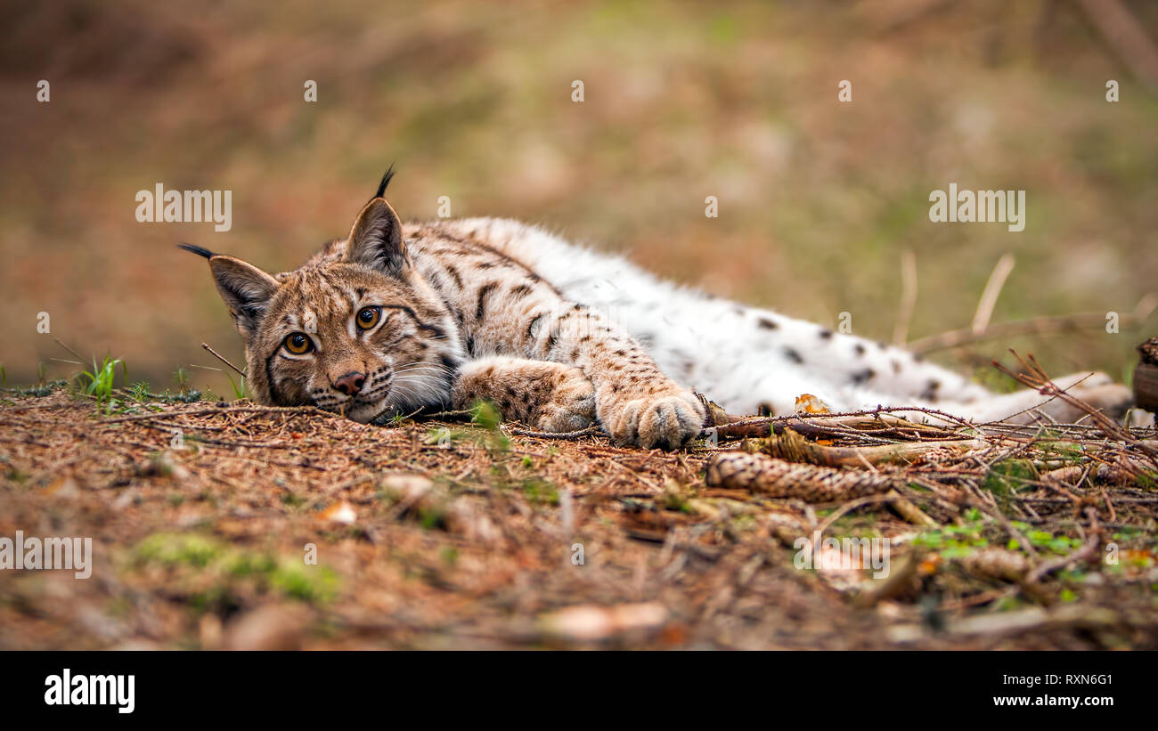 Lynx eurasien portant sur le terrain en forêt d'automne avec l'arrière-plan flou. Banque D'Images