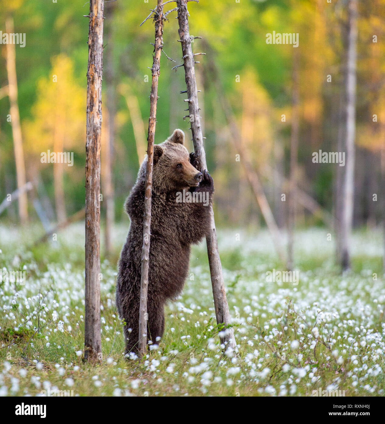 Garder debout sur ses pattes sur le marais. ( Ursus arctos Ours brun) Banque D'Images