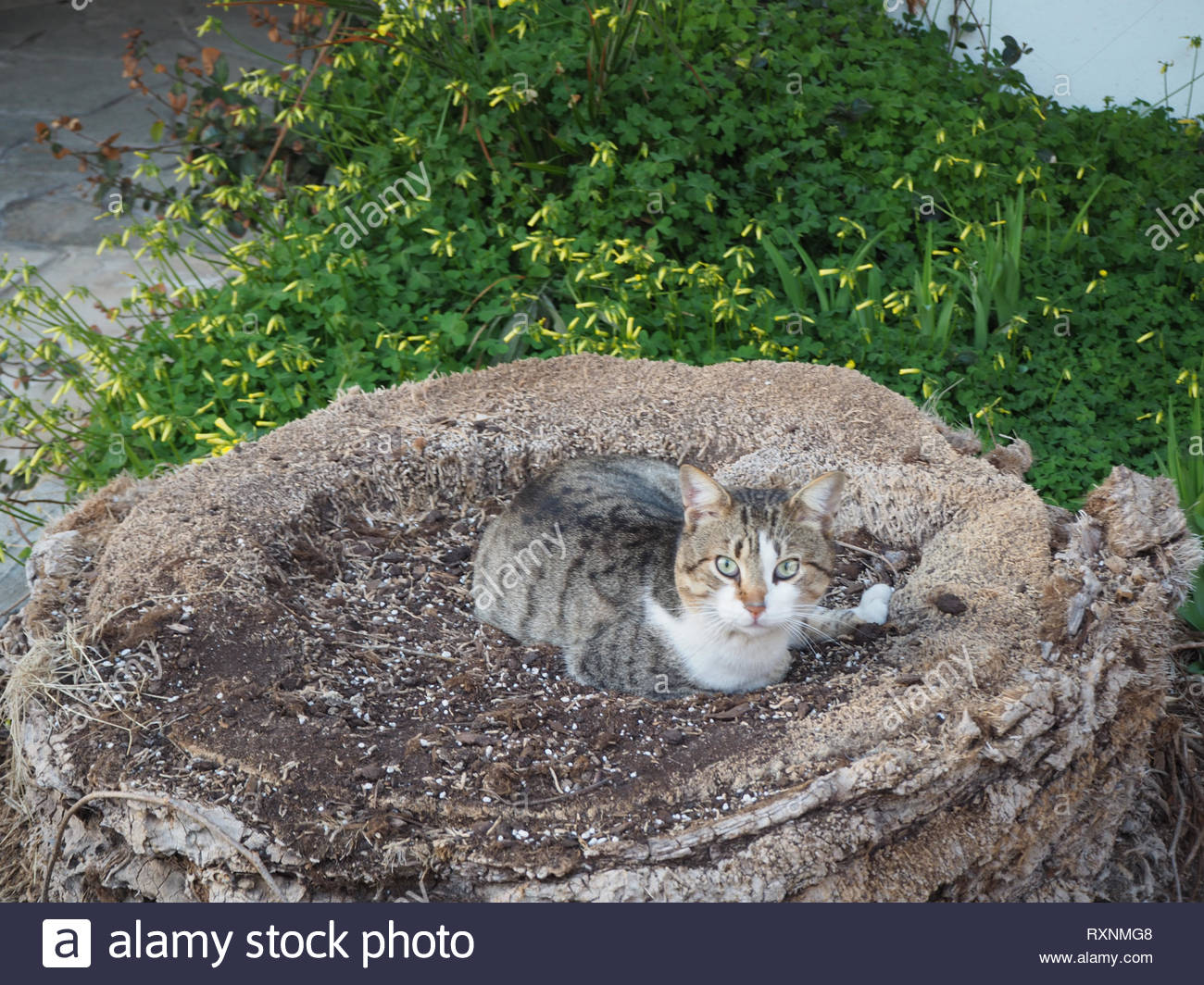 Chat Gris Foncé Pose Sur Blanc Regardant La Caméra