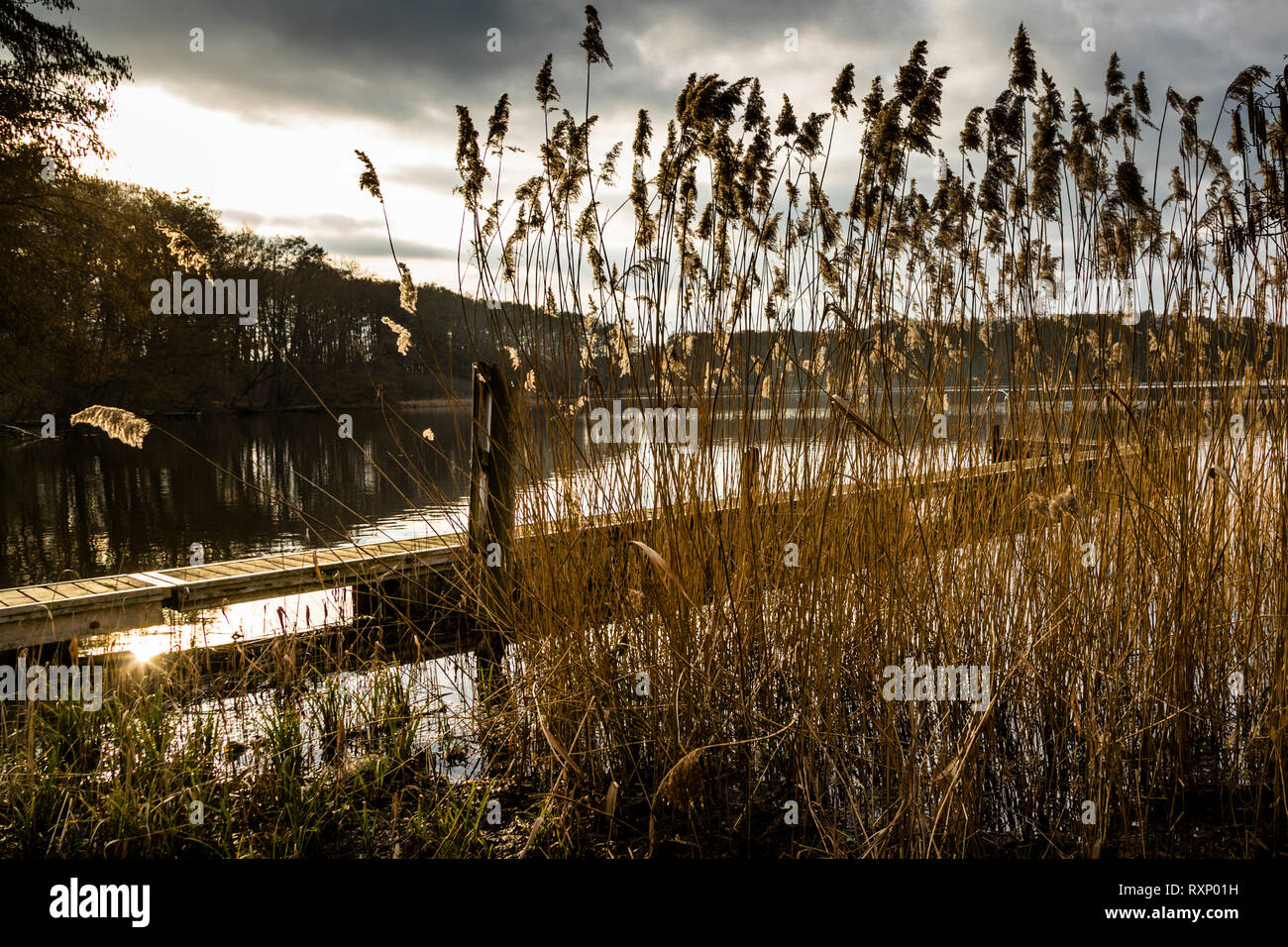 Un des mille: Le Finckener See est le lac de la maison du Kavaliershaus Schloss Blücher. En voiture ou en vélo, vous pourrez également rejoindre rapidement le parc national de Müritz avec ses plus de 1,000 lacs. Paysage avec lac près de Fincken, Allemagne Banque D'Images