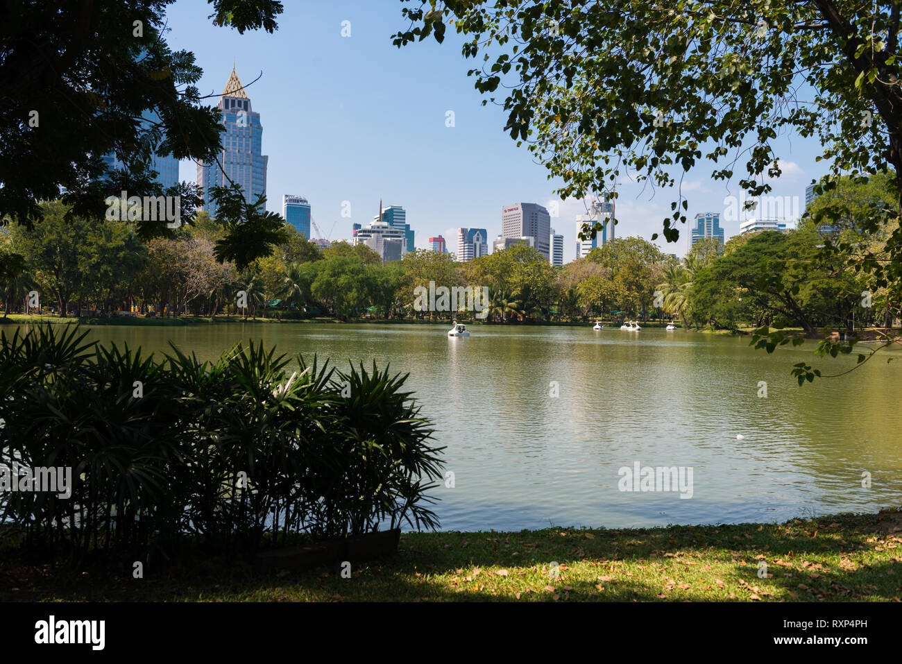 Dans le lac du parc Lumpini, Bangkok, Thaïlande Banque D'Images