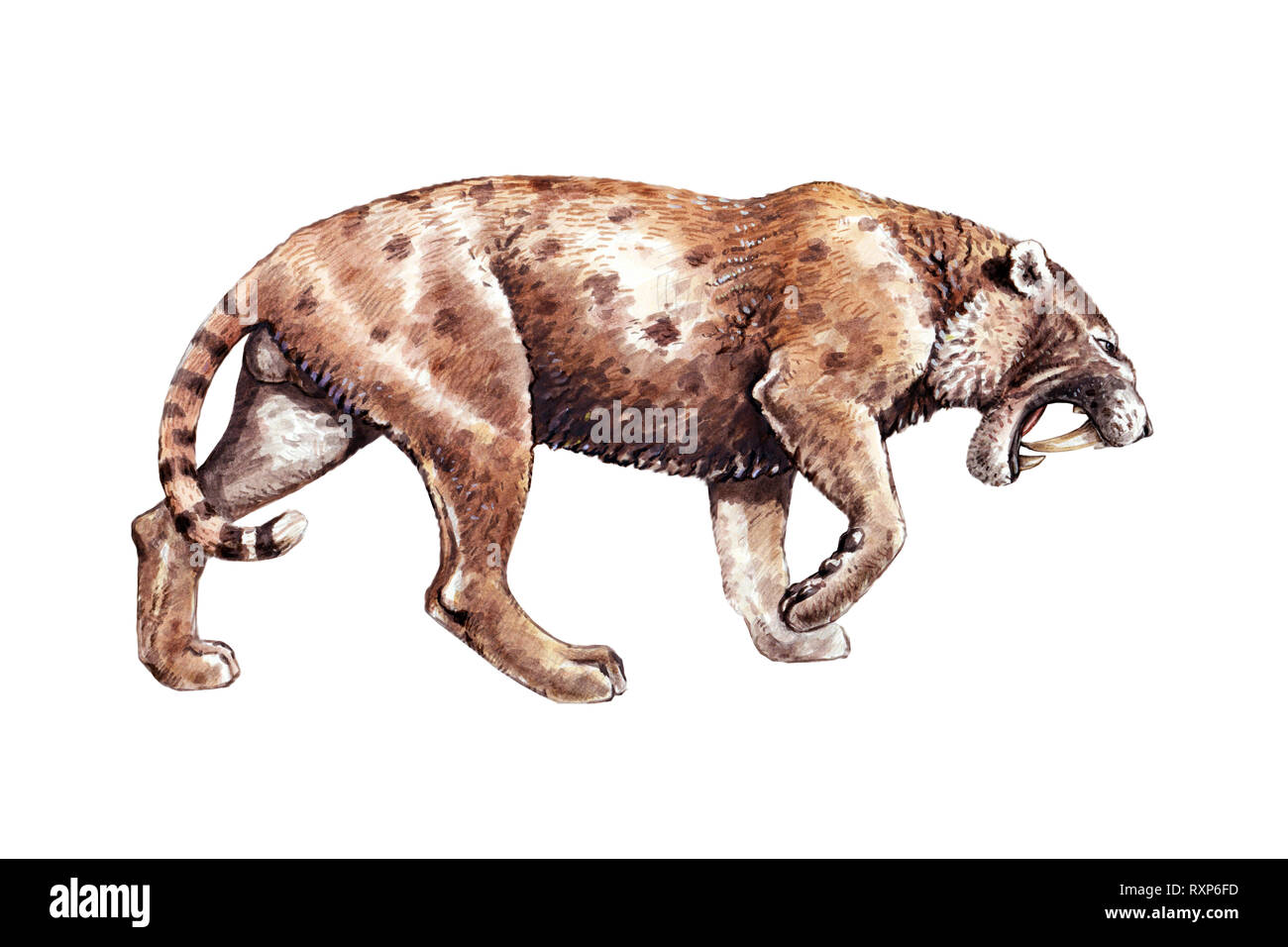 Dent de sabre chat sur la chasse. Illustration d'animaux. Attaque de chat à dents de sabre. Banque D'Images