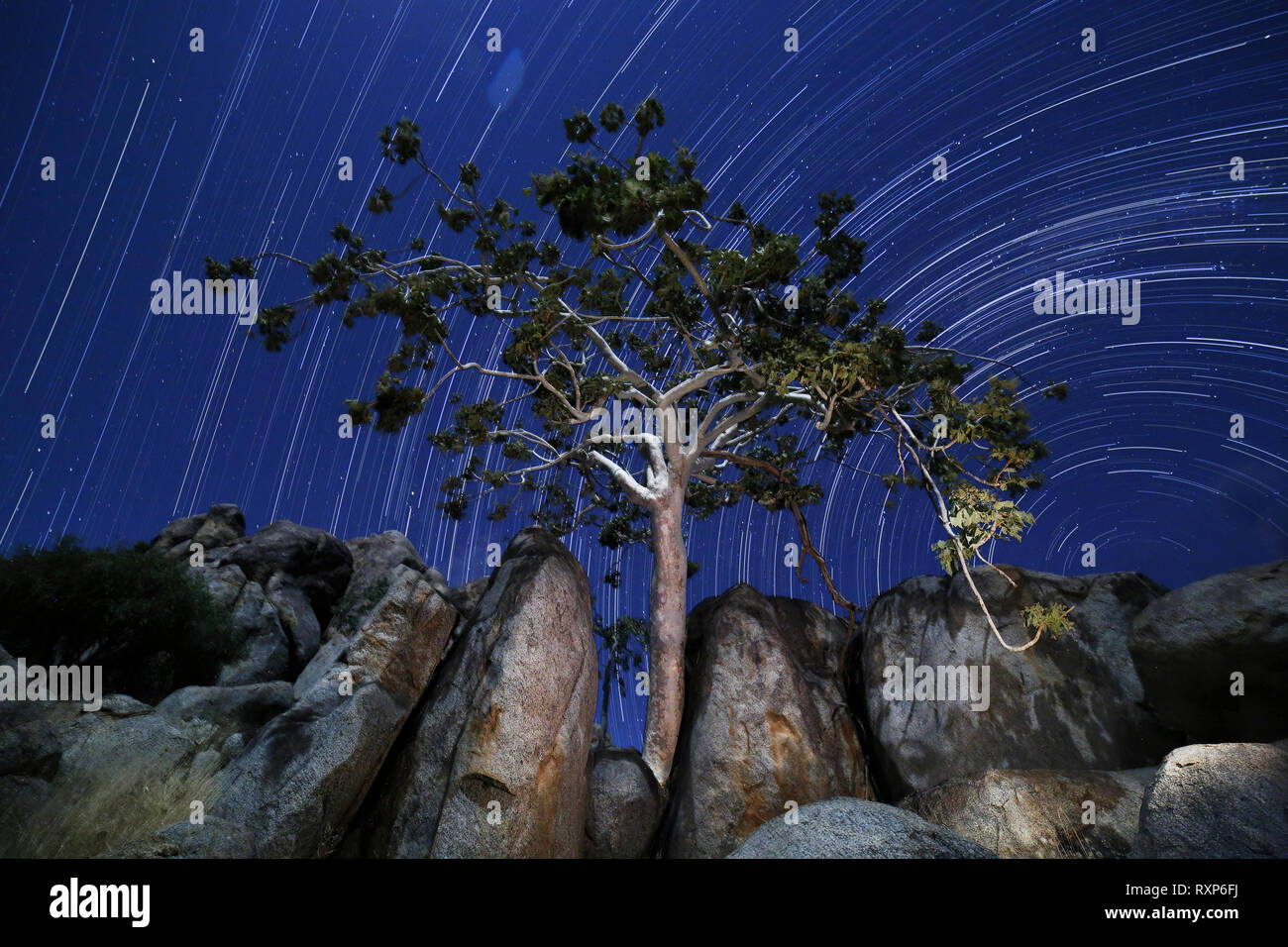 Une étoile sur la piste un arbre dans le Damaraland, Namibie. Banque D'Images Une étoile sur la piste un arbre dans le Damaraland, Namibie. Banque D'Images
