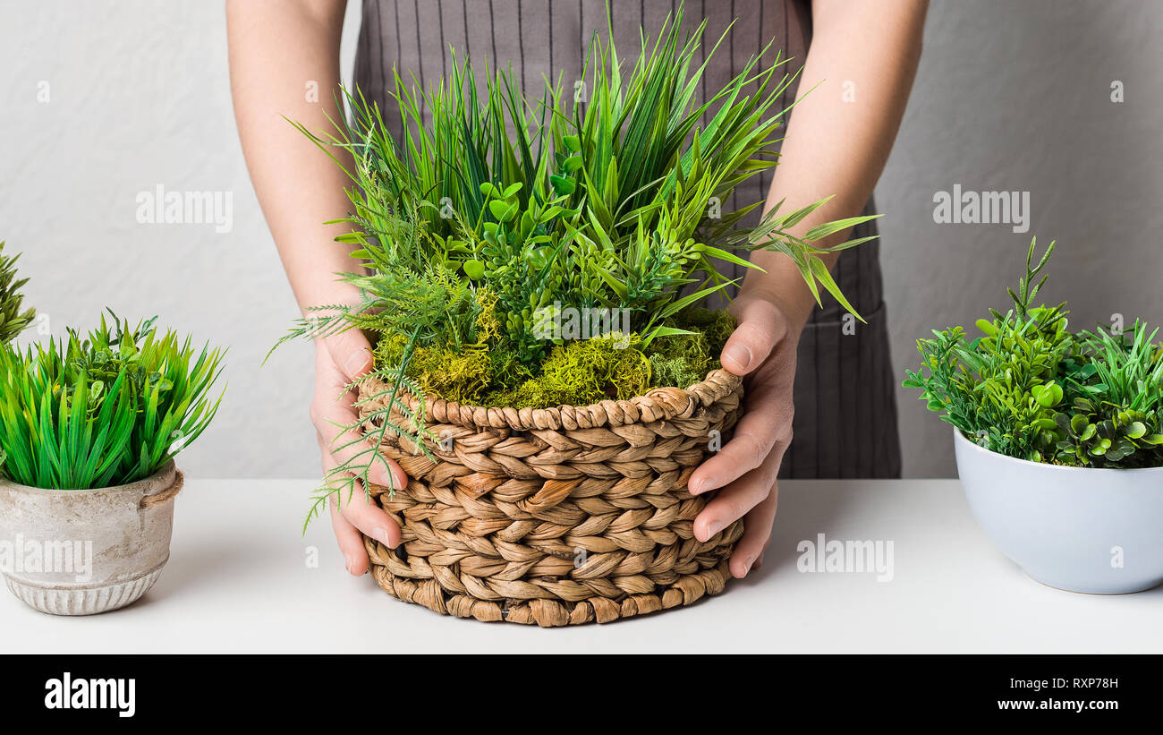 Le repiquage des plantes sempervirentes jardinier en pot en osier Banque D'Images
