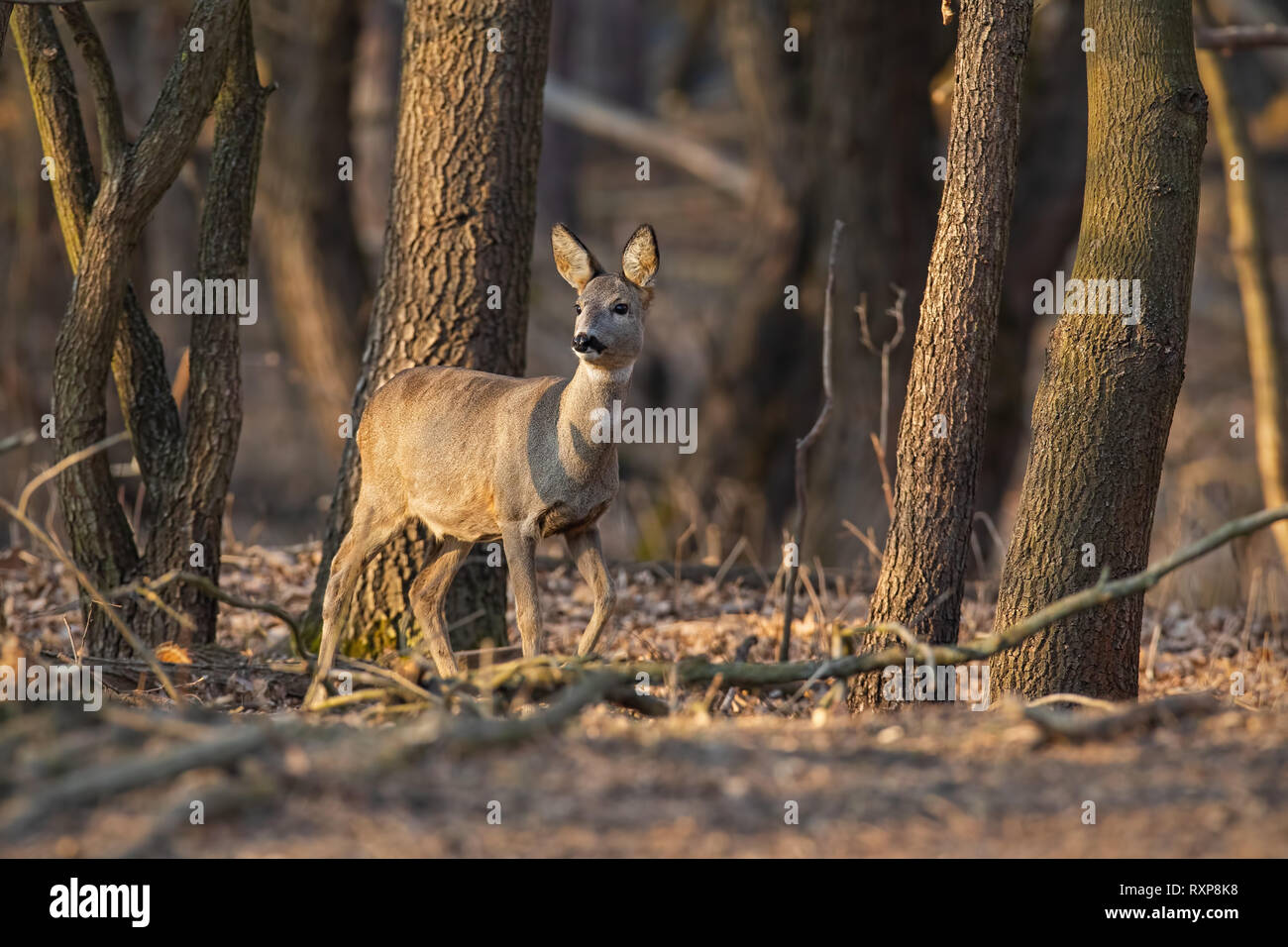 Chevreuil, Capreolus capreolus, le doe marche à travers une forêt au coucher du soleil. Banque D'Images