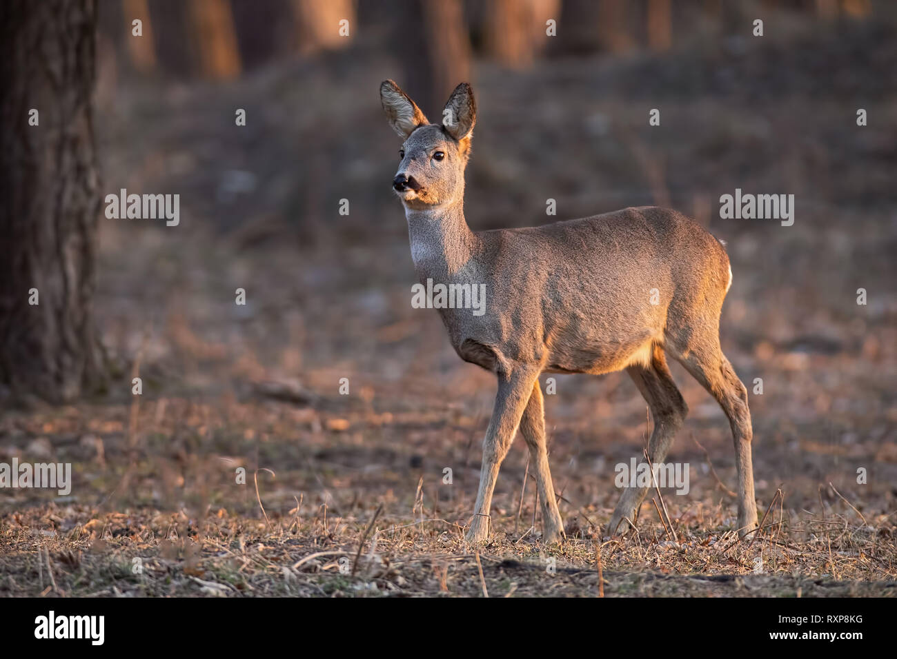 Chevreuil, Capreolus capreolus, le doe marche à travers une forêt au coucher du soleil. Banque D'Images