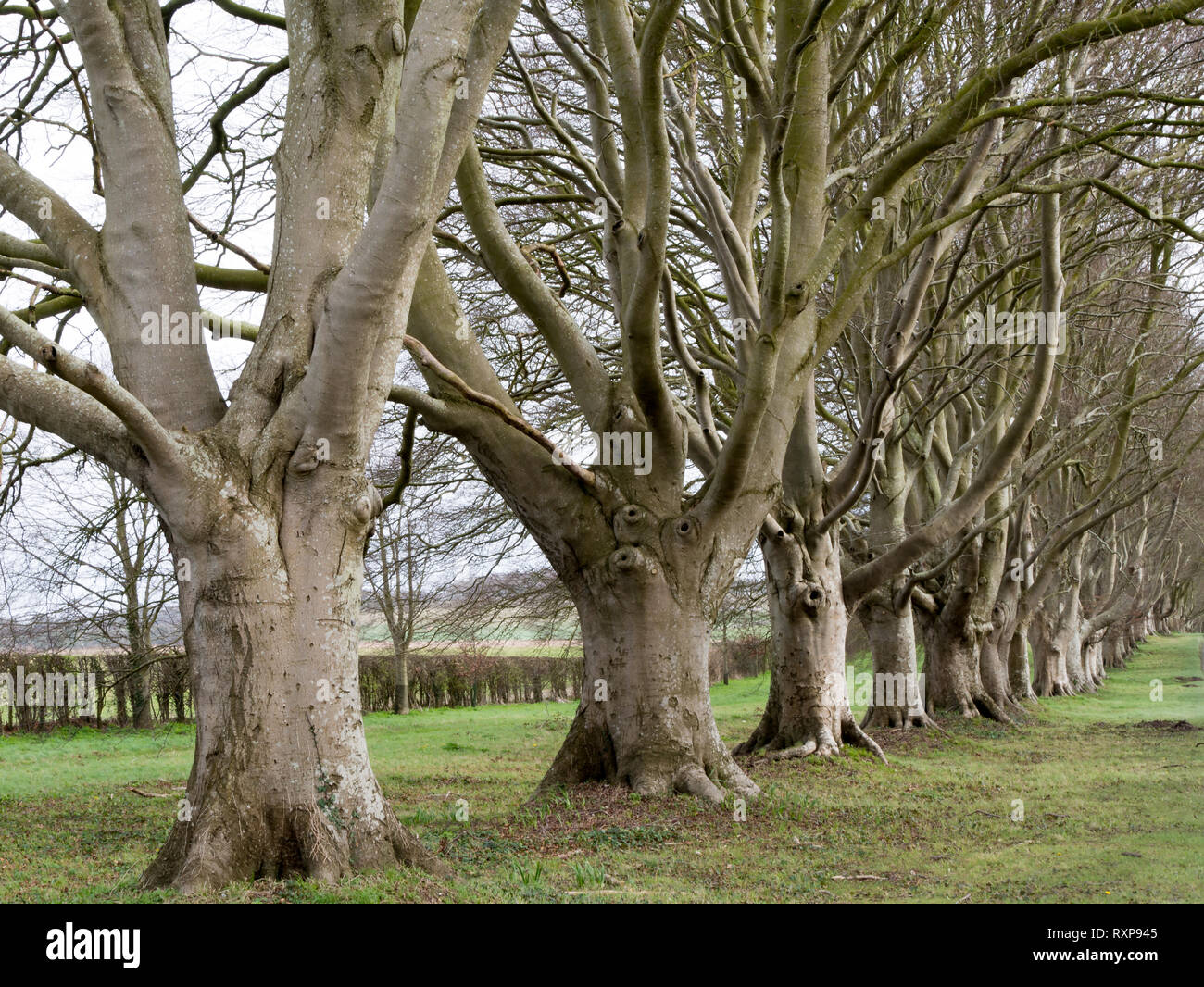 Beech tree lined Road, Kingston Lacy Estate, Dorset, UK Banque D'Images