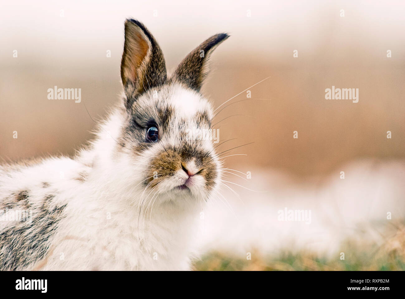 Cute Bunny/lapins jouant sur l'herbe au cours de l'hiver, poser et manger des carottes Banque D'Images