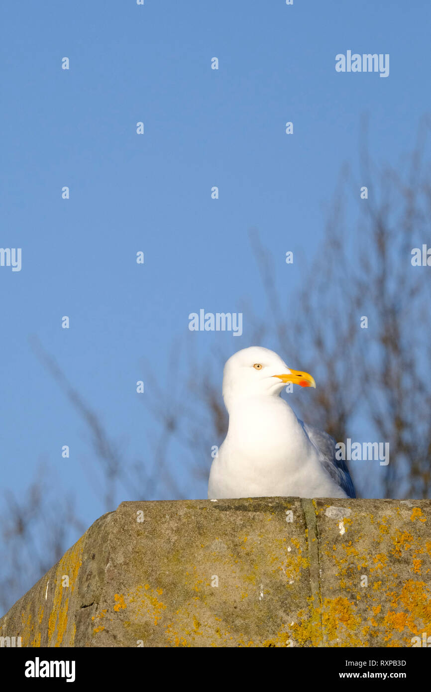 European Herring Gull assis sur le toit d'une maison Banque D'Images