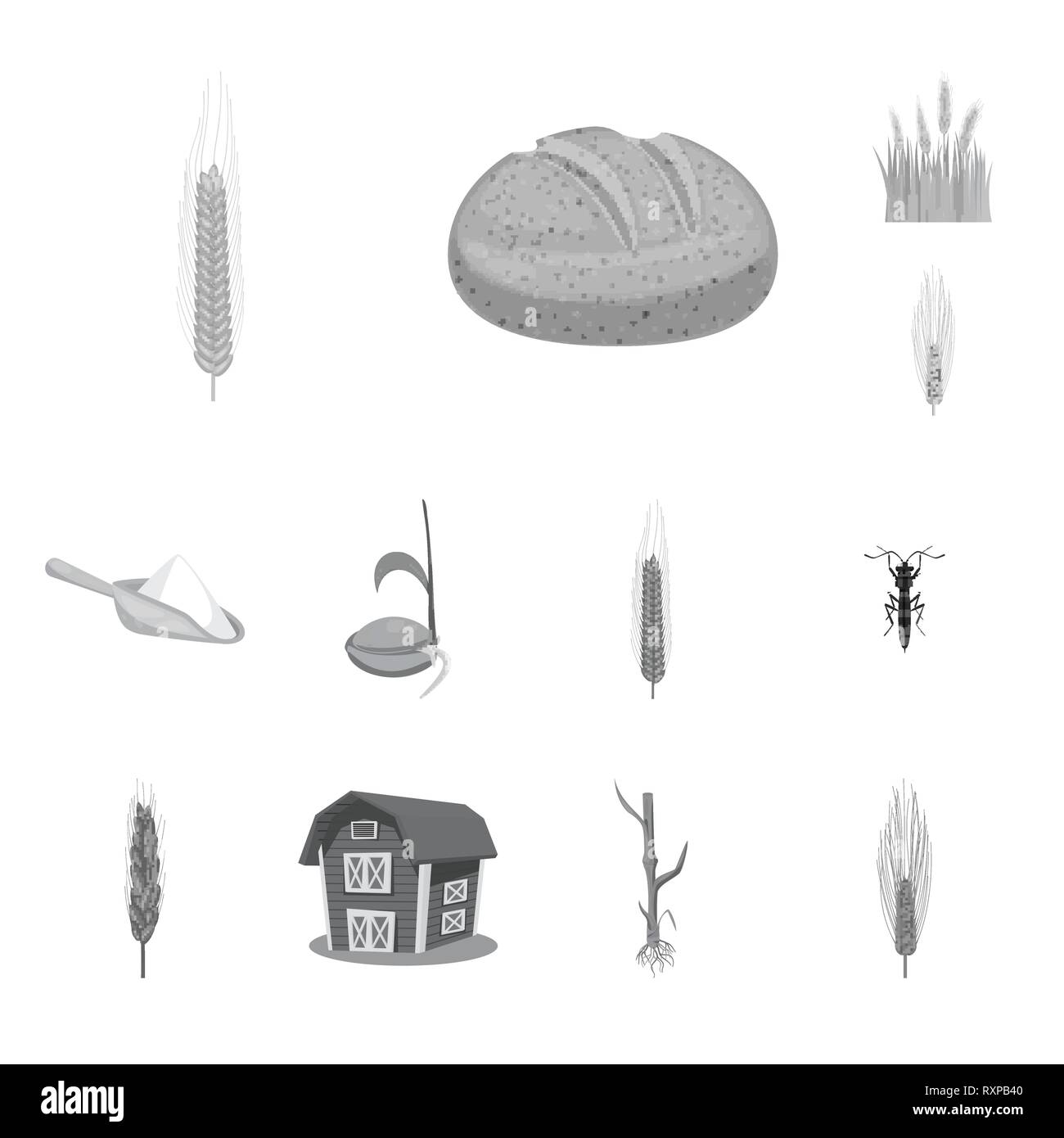 L'orge de printemps,pain,farine,graines,voler,grenier,etuve,hiver,spike,repas,insectes,s,root,bâtiment,maïs,sain,campagne,culture,la germination des céréales,insecticide,remise,randonnée,de,automne,pain de seigle,mûrs,plantes,blé,maïs,grain,récolte,ferme,terrain,agriculture,agriculture,,set,icône,,illustration,collection,isolé,design,graphisme,élément signe,gris,noir,vecteurs vecteur , Illustration de Vecteur