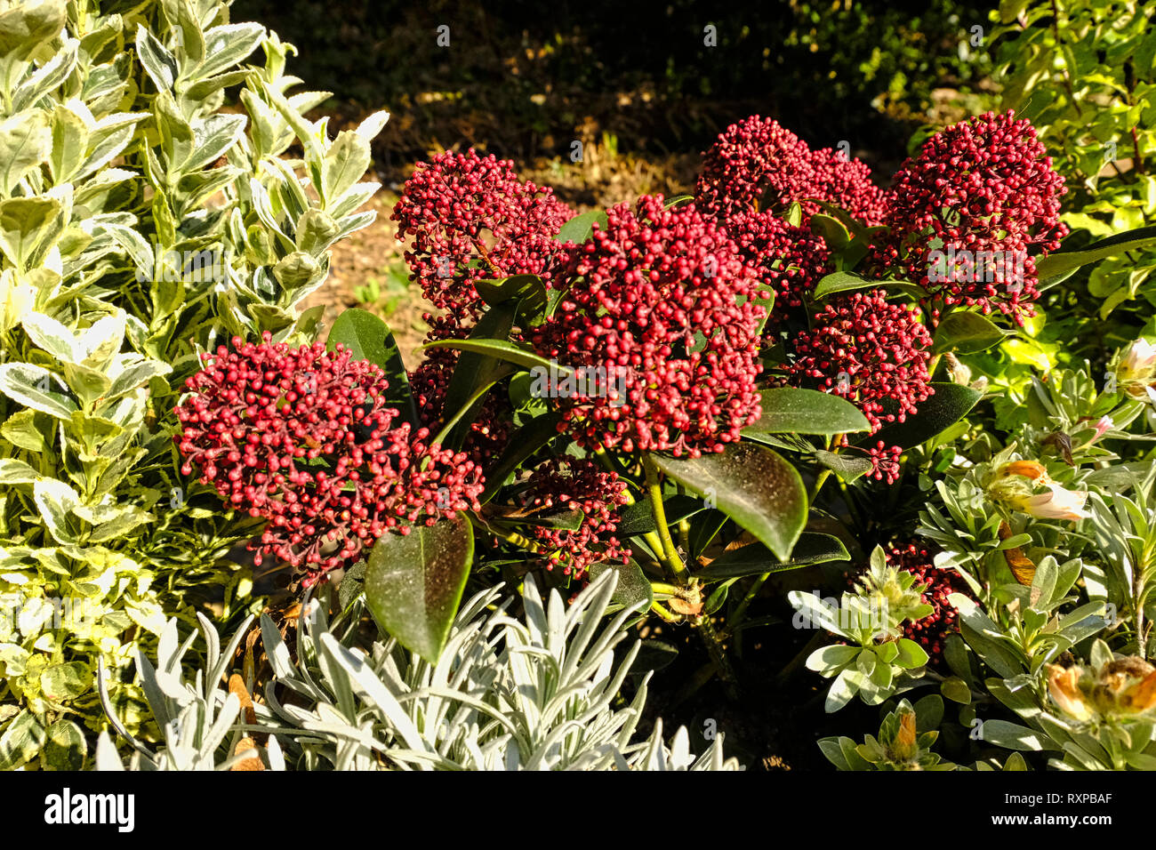 Couleur BOURGOGNE Skimmia en fleurs au début du printemps Banque D'Images