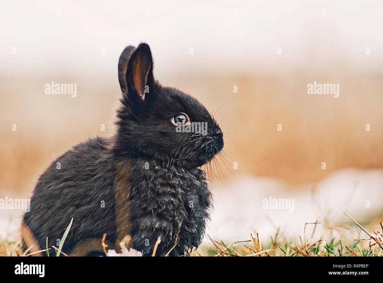 Cute Bunny/lapins jouant sur l'herbe au cours de l'hiver, poser et manger des carottes Banque D'Images