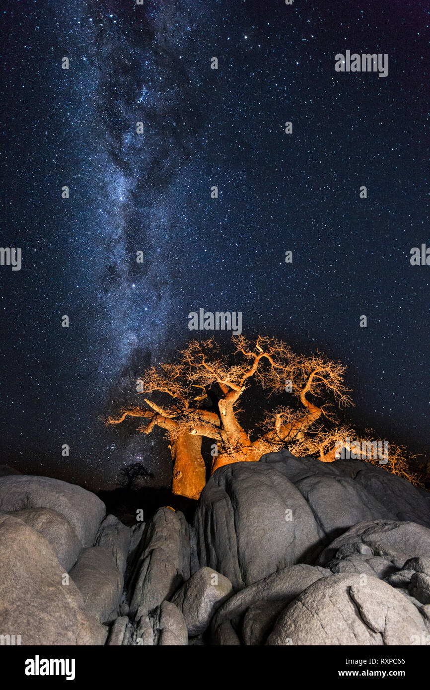 Baobabs, des rochers et la Milkyway Banque D'Images