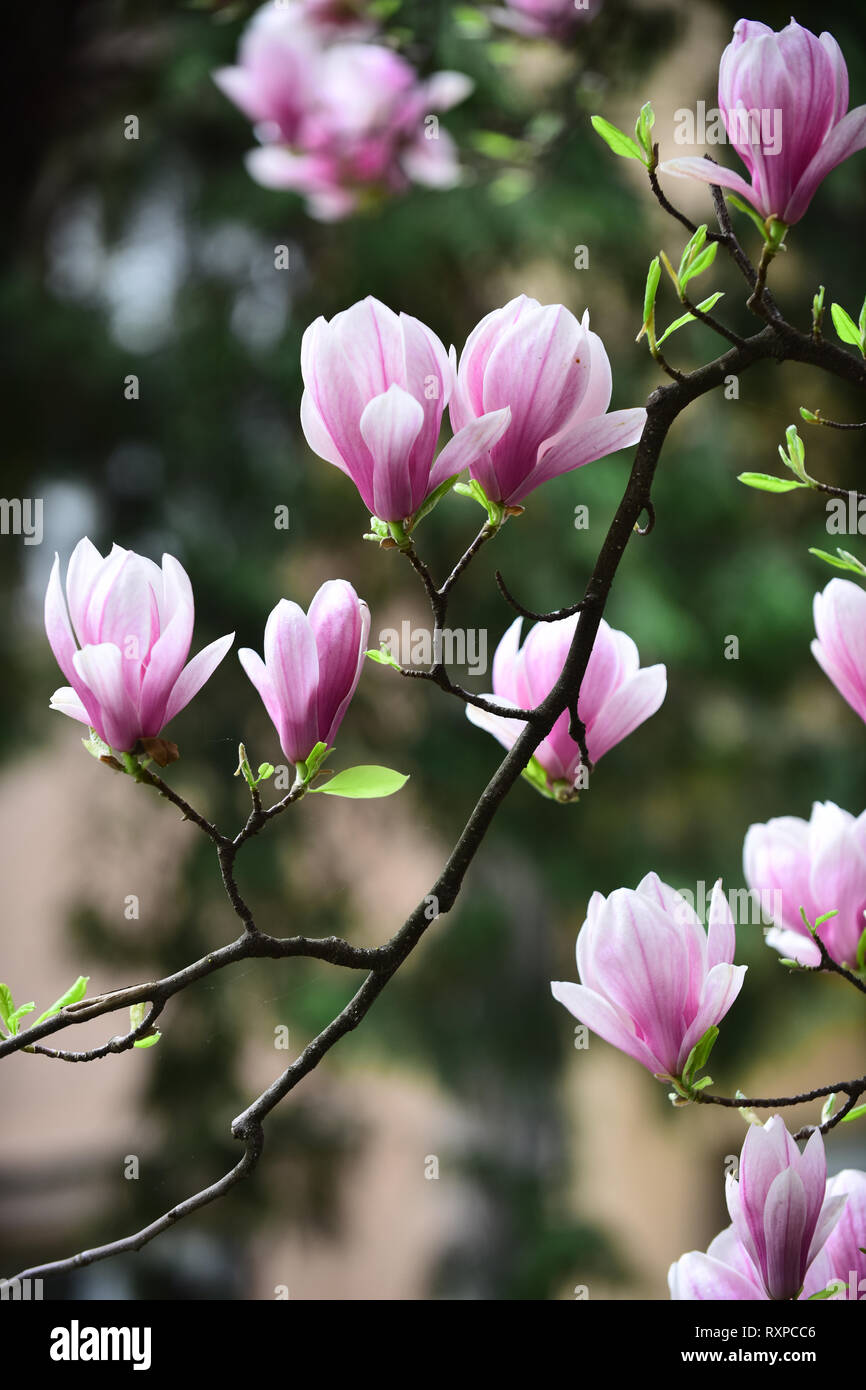 Fleur de Magnolia fleurs sur fond flou Banque D'Images