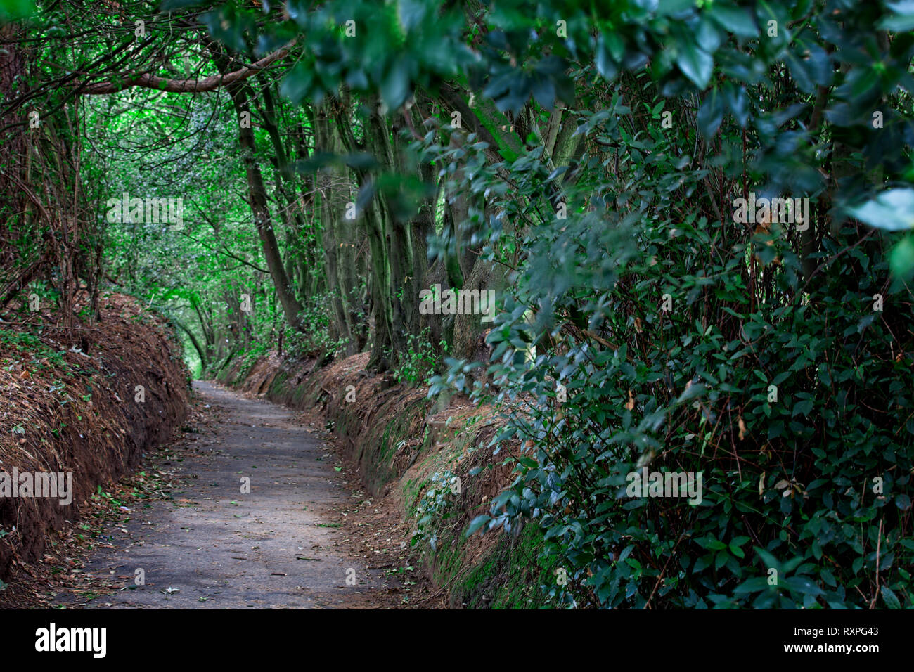 Sentier à travers une zone boisée, Sandown, Isle of Wight, Angleterre, Royaume-Uni. Banque D'Images