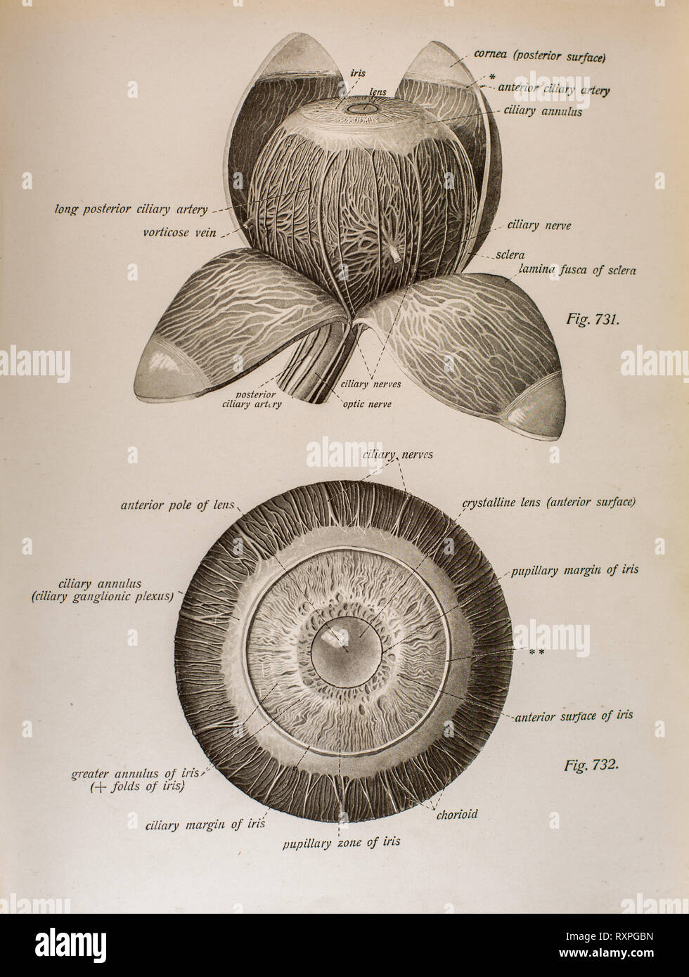 Des droits de l'anatomie de la vue Banque D'Images