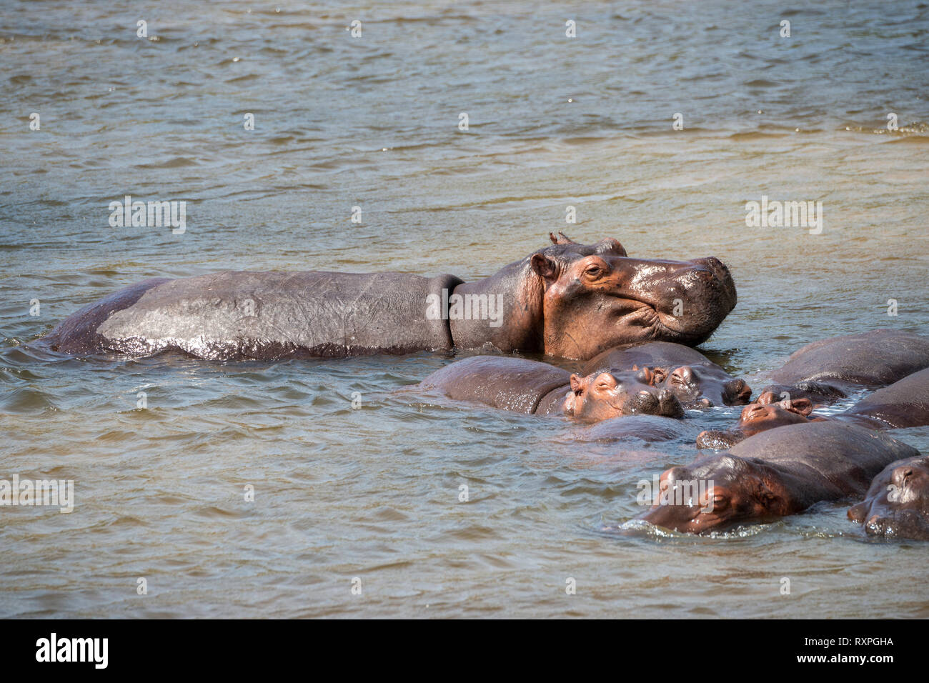 Hippopotame (Hippopotamus amphibius) se vautrer dans les bas-fonds de Victoria nil dans Murchison Falls National Park, au nord de l'Ouganda, l'Afrique de l'Est Banque D'Images
