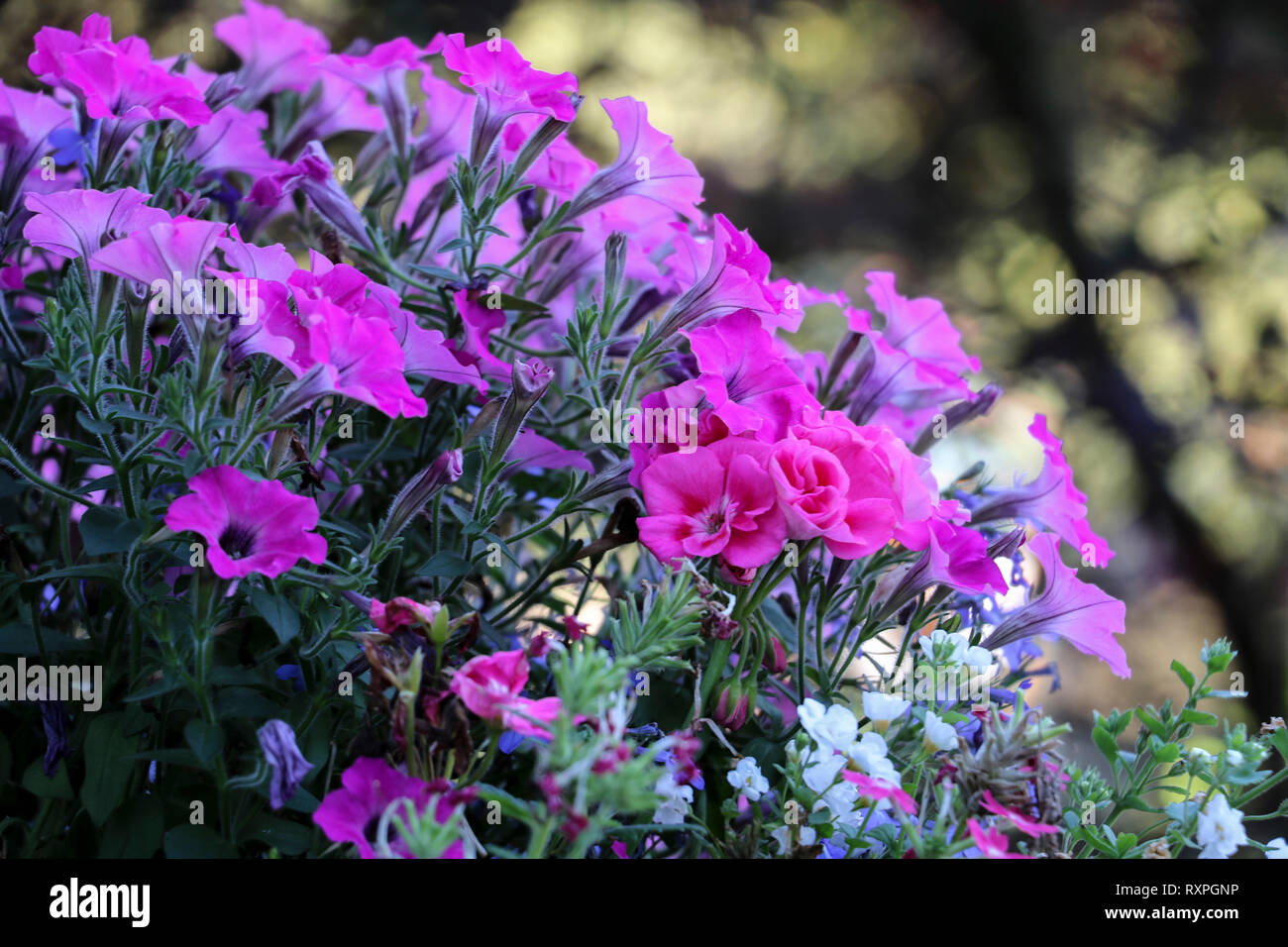 Les Géraniums Les Pétunias Rose Et Bleu Fleurs Lobelia Dans