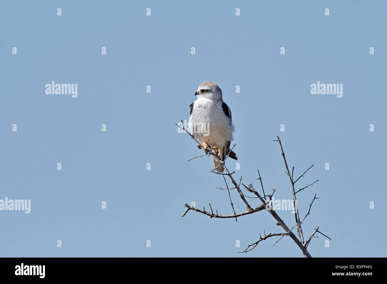 Black-shouldered kite (Elanus caeruleus) Banque D'Images