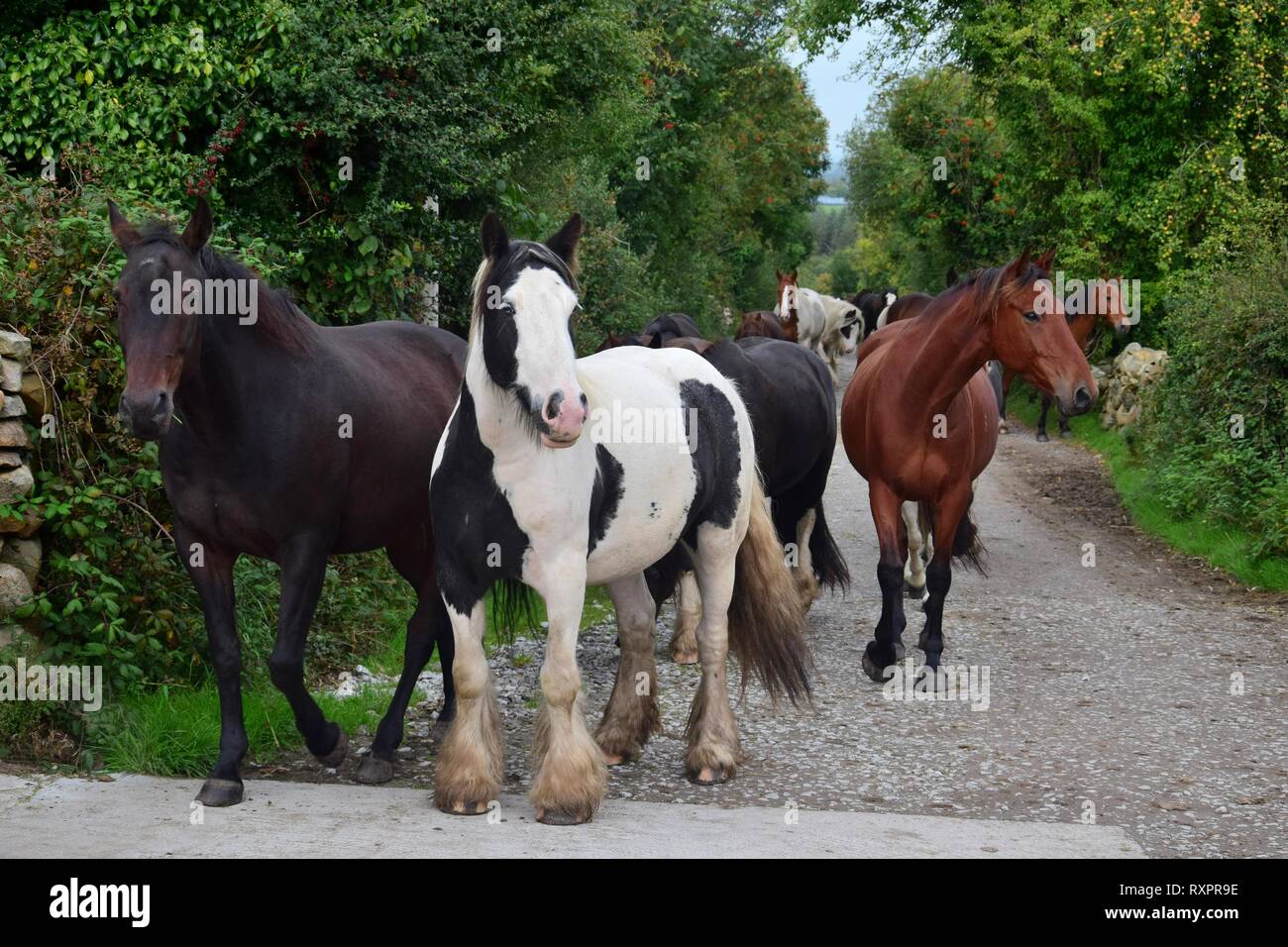 Un groupe de chevaux de différentes races et couleurs allant jusqu'à leur stabilité. Les chevaux aller un un sentier, sur les deux côtés sont des arbustes et des arbres. Un piebald j Banque D'Images
