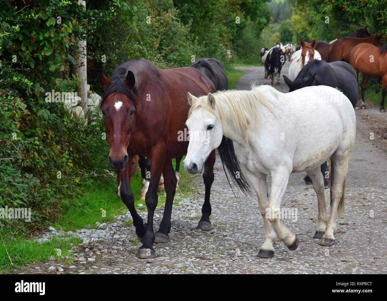 Un groupe de chevaux de différentes races et couleurs allant jusqu'à leur stabilité. Les chevaux aller un un sentier, sur les deux côtés sont des arbustes et des arbres. Une baie et un Banque D'Images
