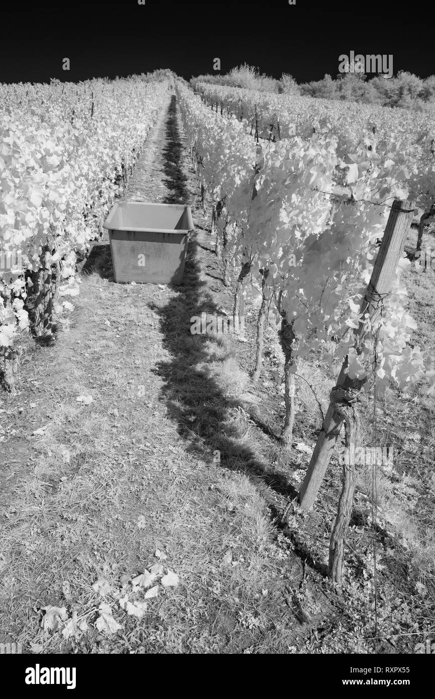 Récolte dans un vignoble dans l'infrarouge noir et blanc, format vertical Banque D'Images