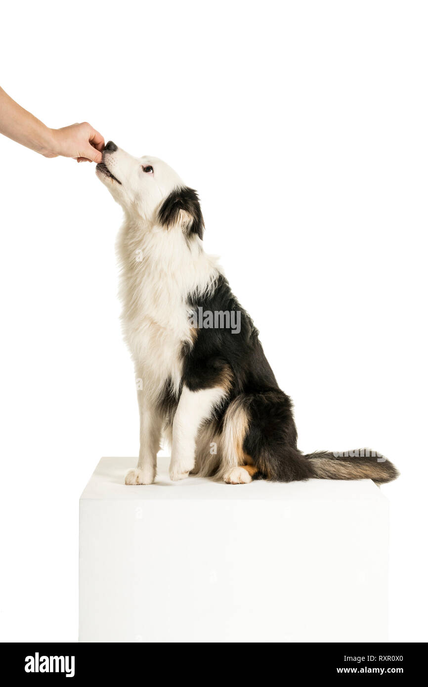 Chien De Berger Australien En Fond Blanc Recieving A Traiter