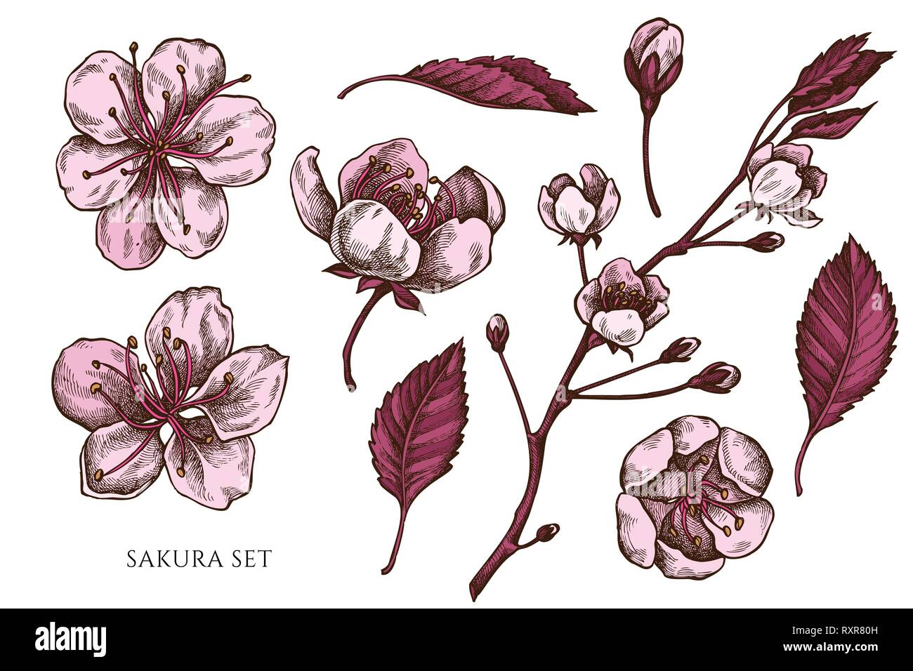 Vector collection de couleur à la main sakura Illustration de Vecteur