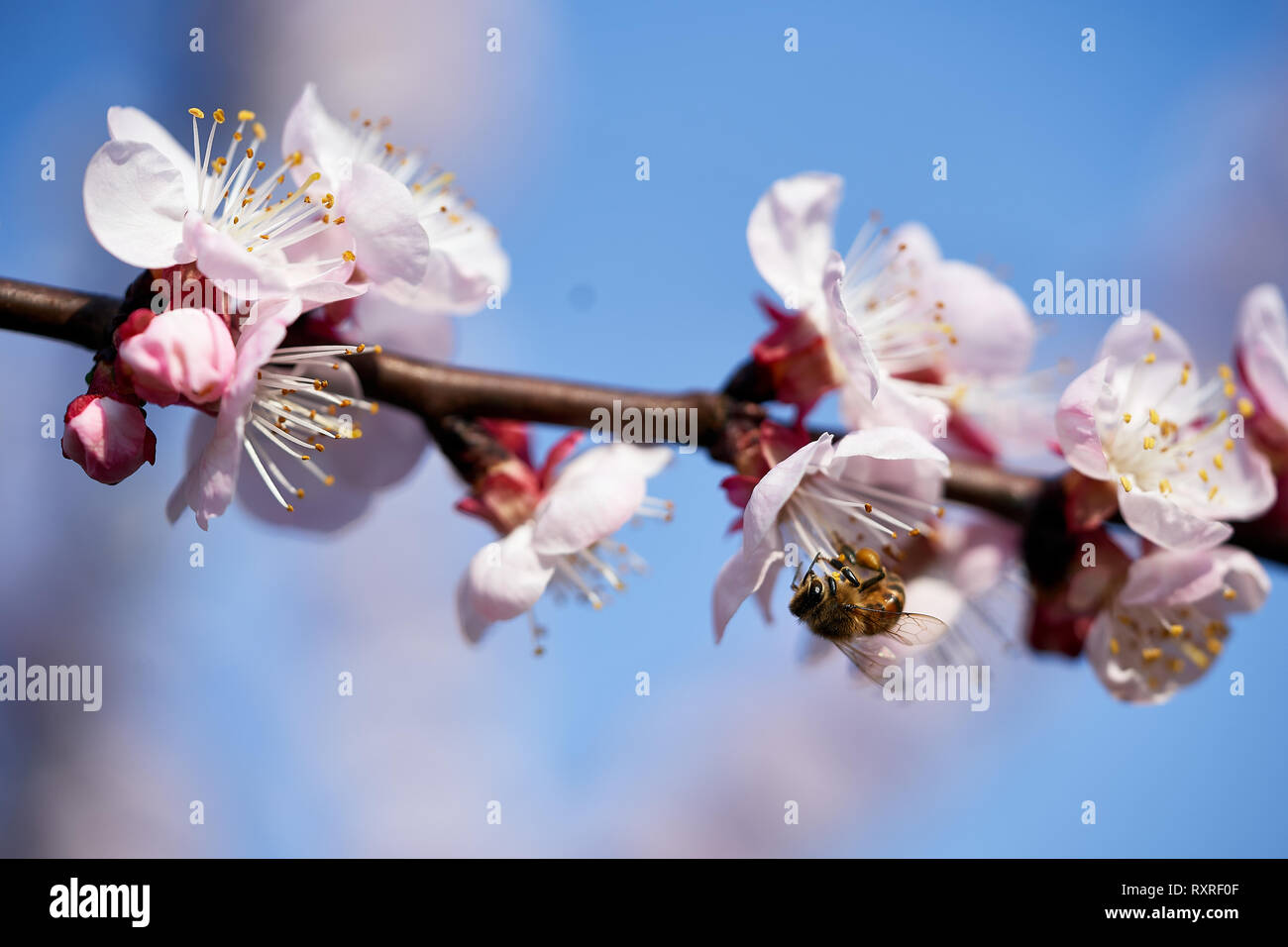 Certaines fleurs d'abricot et d'une abeille Banque D'Images