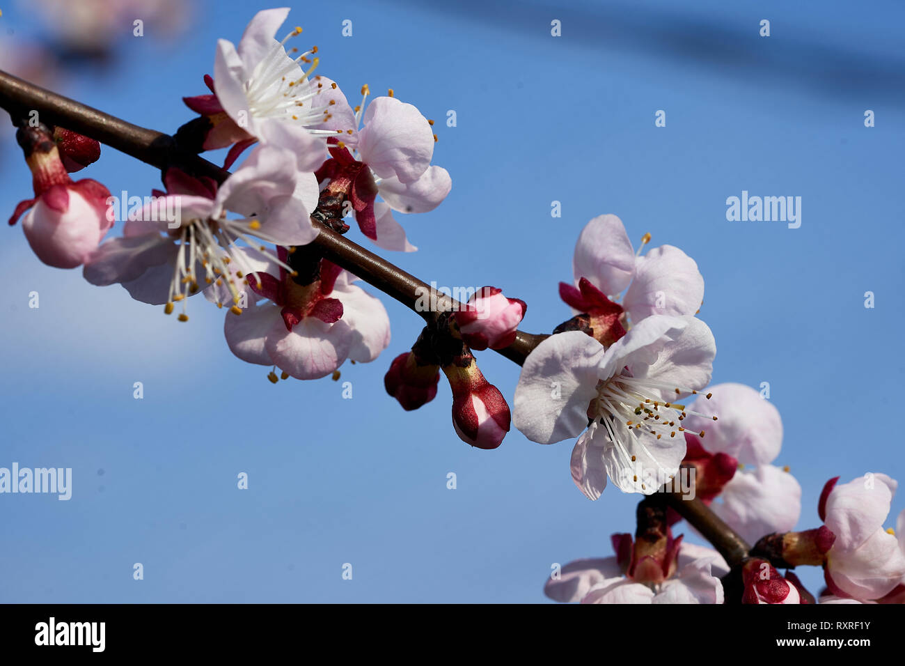 Certaines fleurs d'abricot Banque D'Images