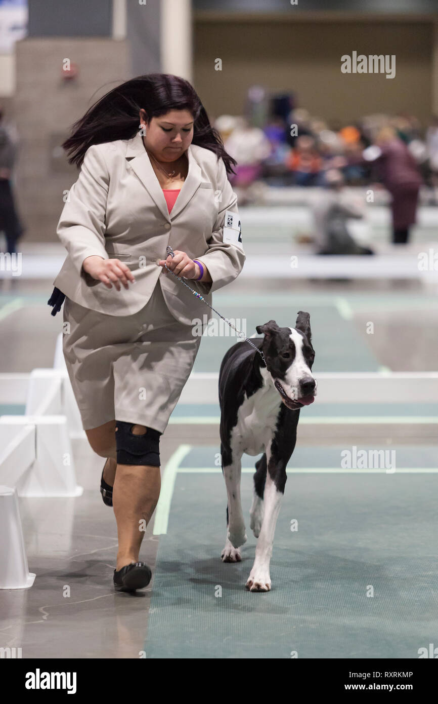 Seattle, USA. 09Th Mar, 2019. Un grand danois est examiné par un juge dans le ring à la Seattle 2019 Kennel Club Dog Show. Environ 160 espèces différentes de participer à l'All-Breed dog show annuel. Crédit : Paul Christian Gordon/Alamy Live News Banque D'Images