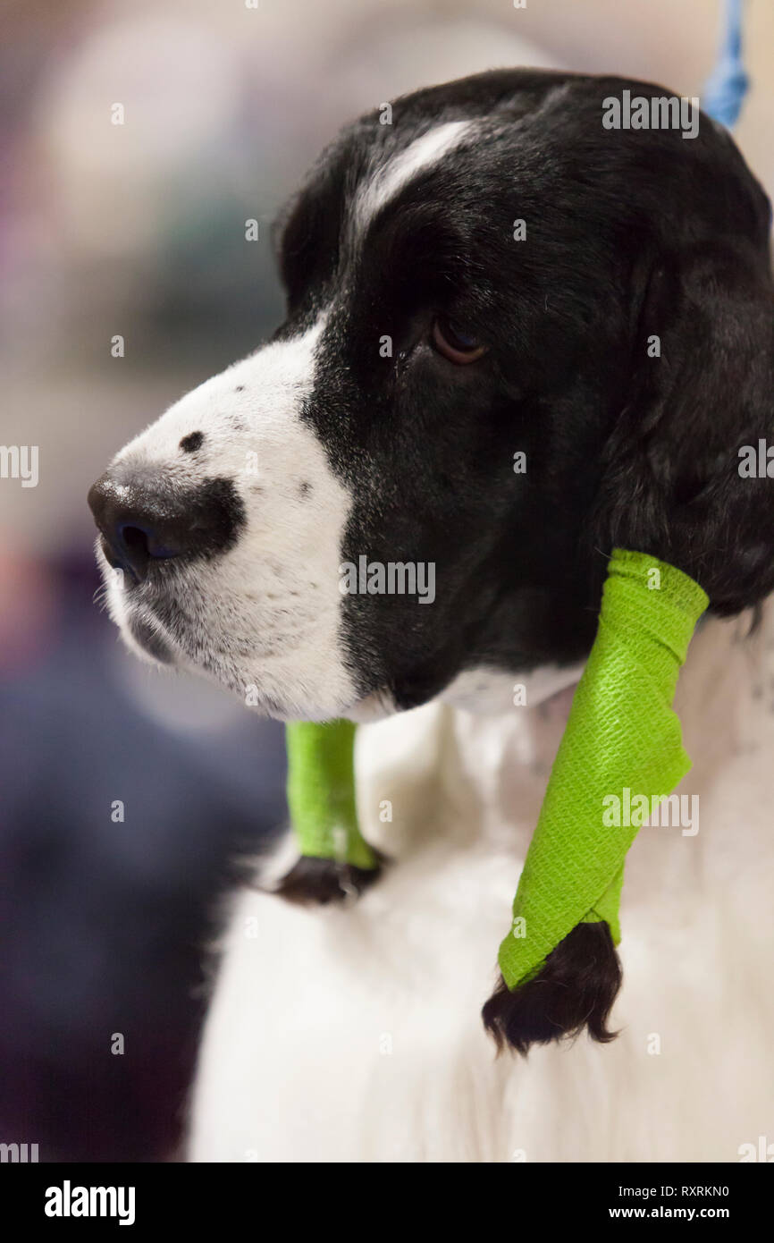 Seattle, USA. 09Th Mar, 2019. Rex, un setter anglais, attend que son toiletteur avant l'épreuve à la Seattle 2019 Kennel Club Dog Show. Environ 160 espèces différentes de participer à l'All-Breed dog show annuel. Crédit : Paul Christian Gordon/Alamy Live News Banque D'Images