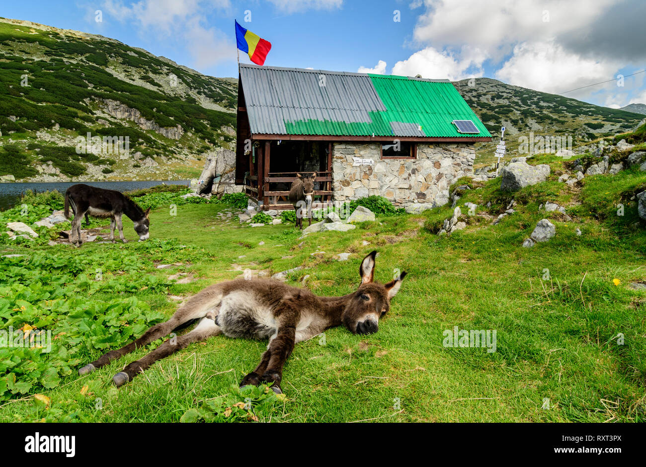 Les ânes dans le Parc National Retezat, Roumain des Carpates. Banque D'Images