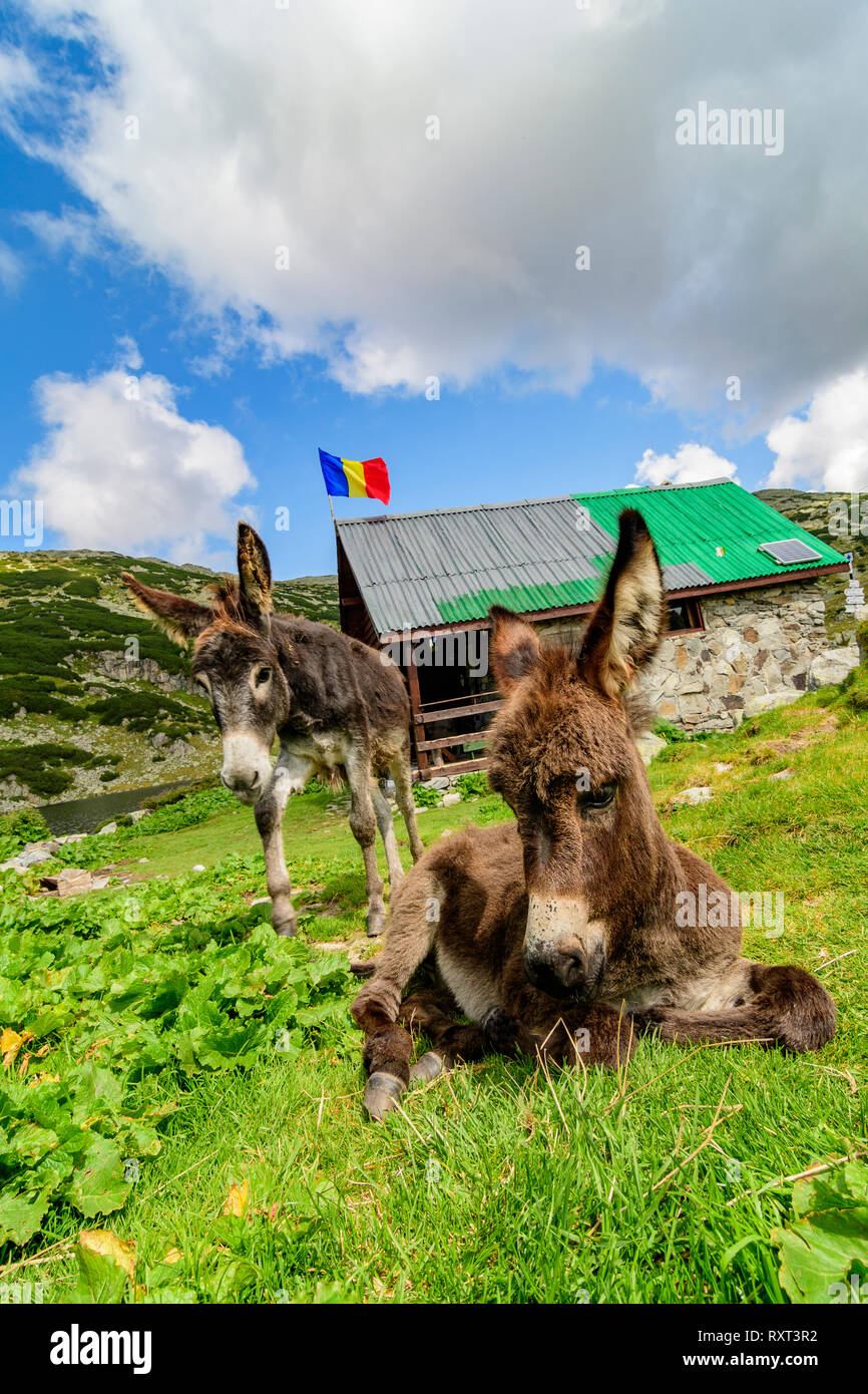 Les ânes dans le Parc National Retezat, Roumain des Carpates. Banque D'Images