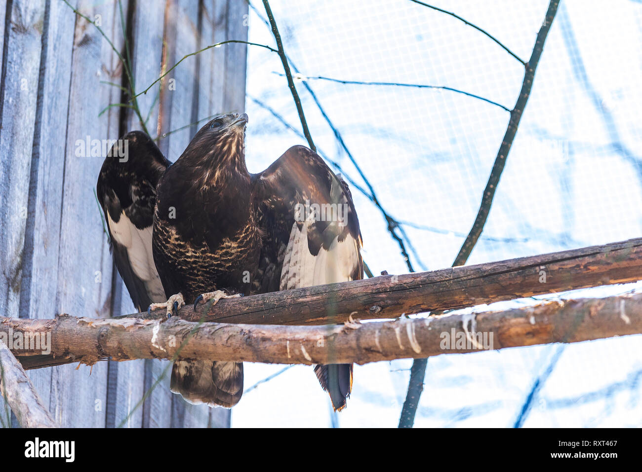 Golden Eagle jeune oiseau sur branche en bois Banque D'Images
