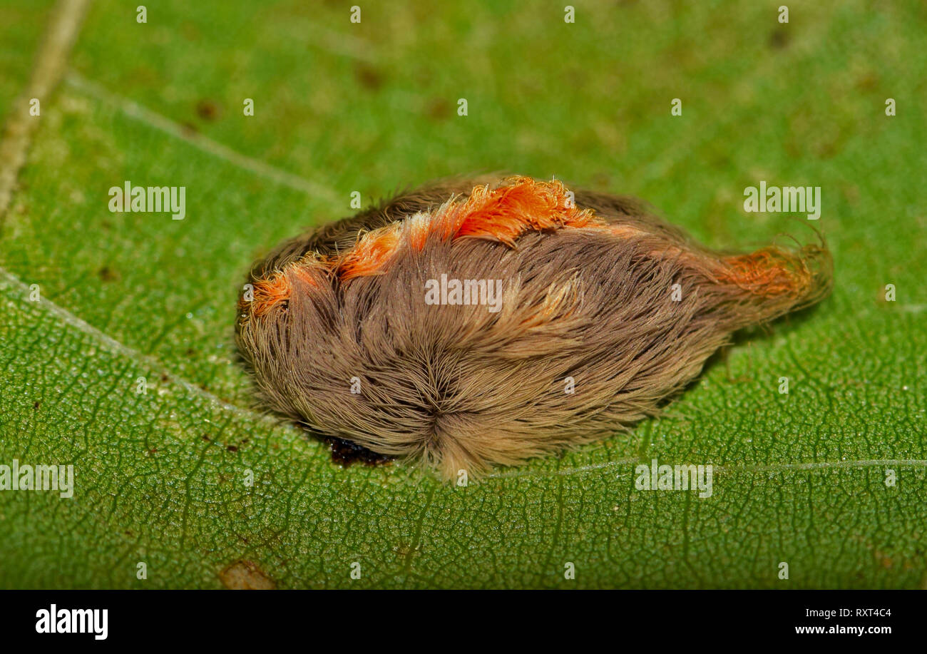 Une espèce de flanelle de couleur sur une feuille d'arbre de Caterpillar. Ces chenilles sont très venimeux, et ont caché les épines pointues sous leurs cheveux. Banque D'Images