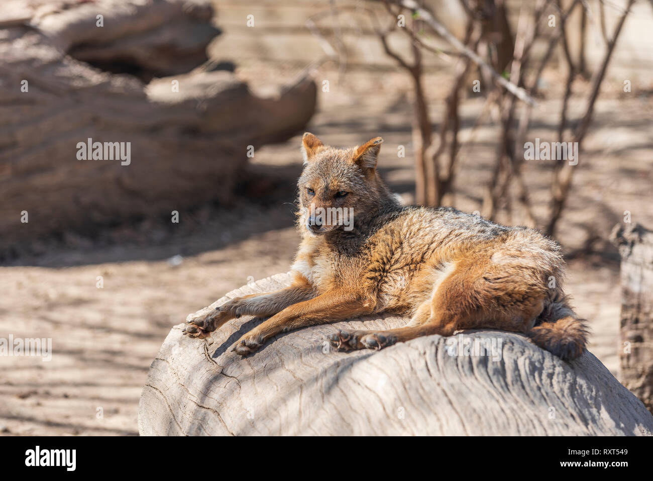 Le Chacal Canis aureus Banque D'Images