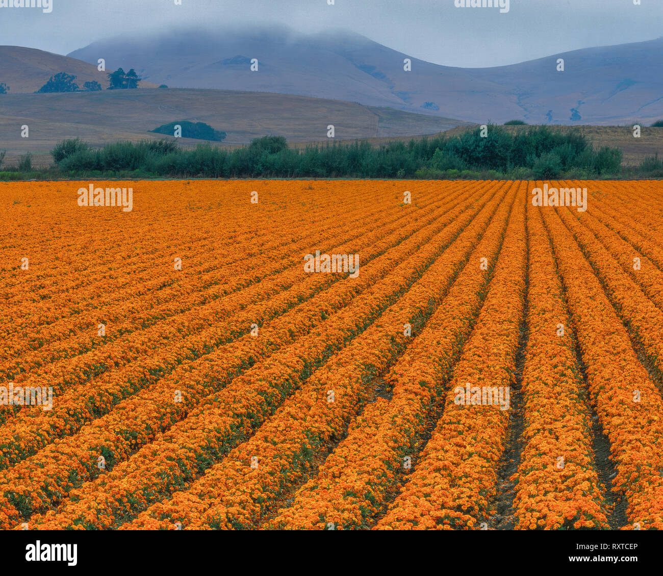 Ferme florale Banque de photographies et d’images à haute résolution