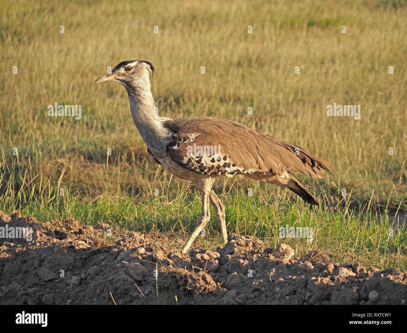 Portrait d'un homme élégant Outarde Kori (Ardeotis kori) le plus grand (plus lourd) la chasse aux oiseaux en vol sur les plaines d'Amboseli NP Kenya, Afrique Banque D'Images