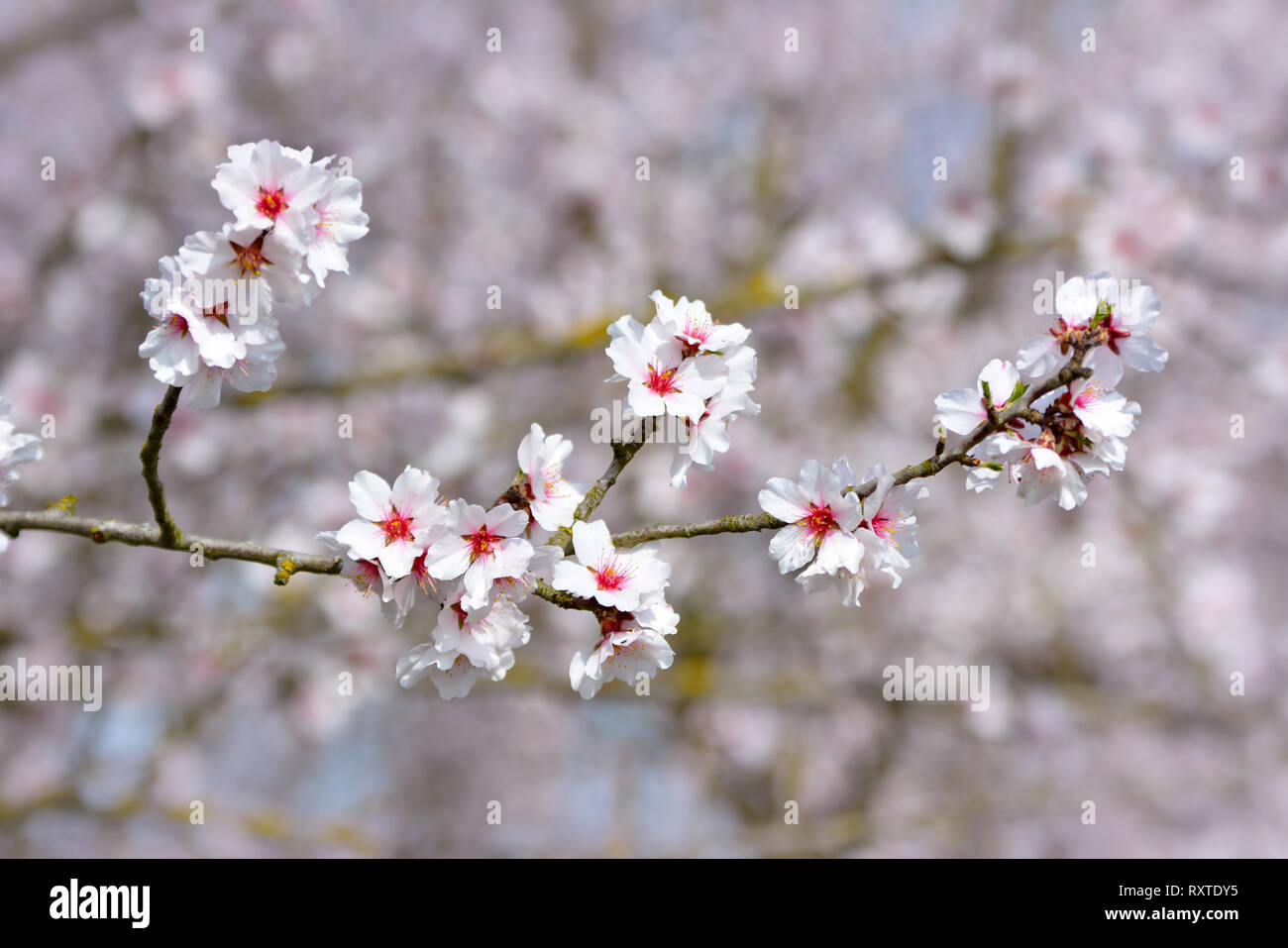 Avec La Direction Générale Et De Blanc Rose Fleurs Fleur D