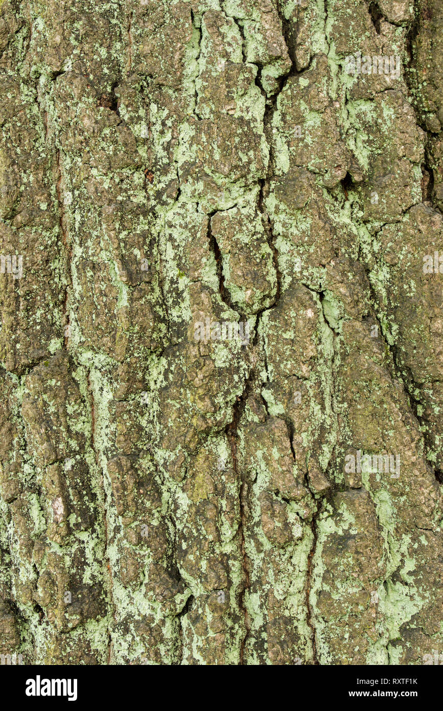 L'écorce de chêne vieux fond macro texture Banque D'Images