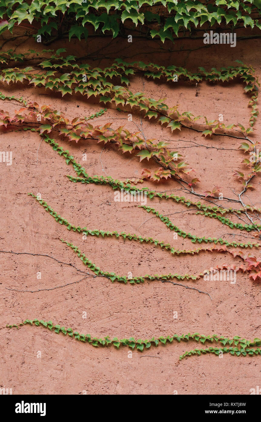 Plante avec des feuilles colorées crowling sur la façade, détail architectural, nature modèle vertical, papier peint, couverture de livre Banque D'Images