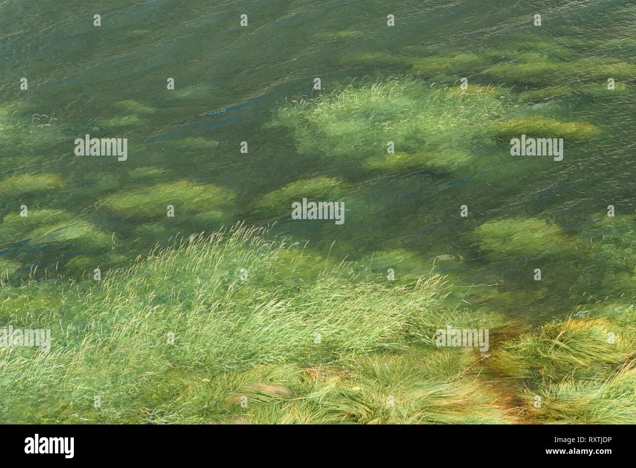 La surface du lac avec l'herbe qui pousse le long de la rive, l'eau verte, fond d'écran de l'ordinateur abstrait, les plantes aquatiques Banque D'Images
