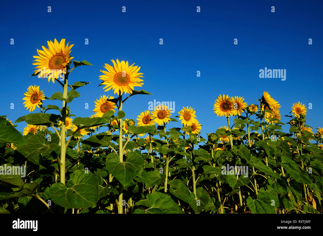 Les champs de tournesols et de ciel bleu, Paysage, France Banque D'Images